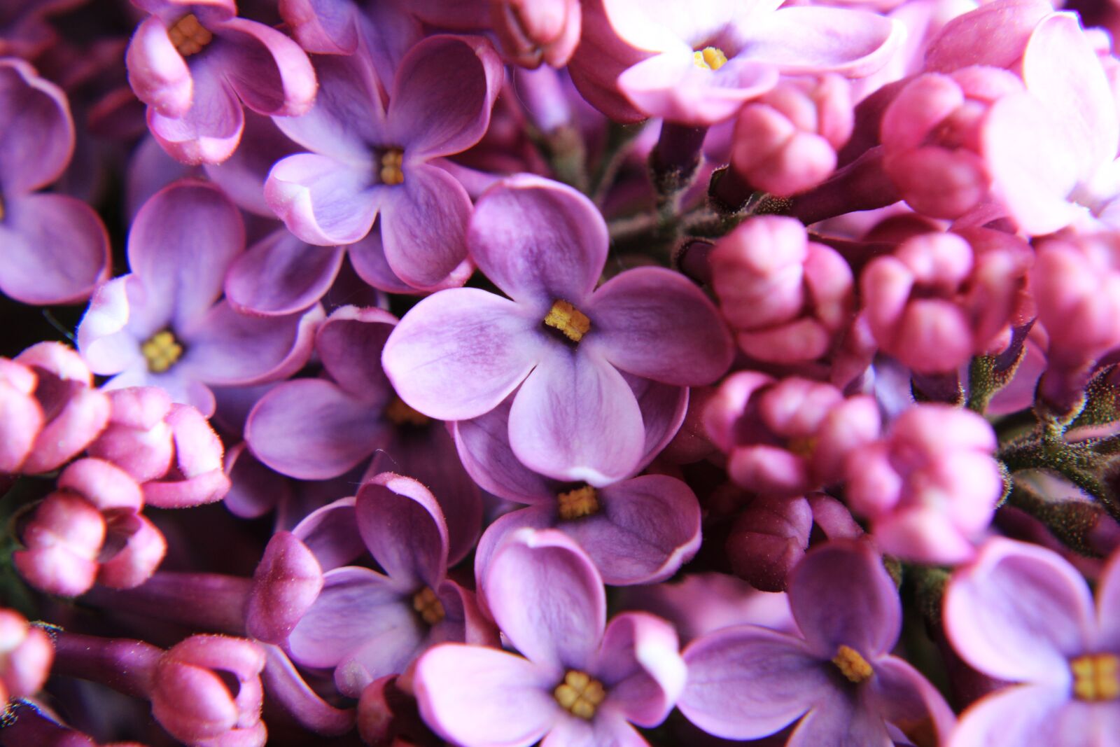 Canon EOS 2000D (EOS Rebel T7 / EOS Kiss X90 / EOS 1500D) sample photo. Lilac, close up, purple photography