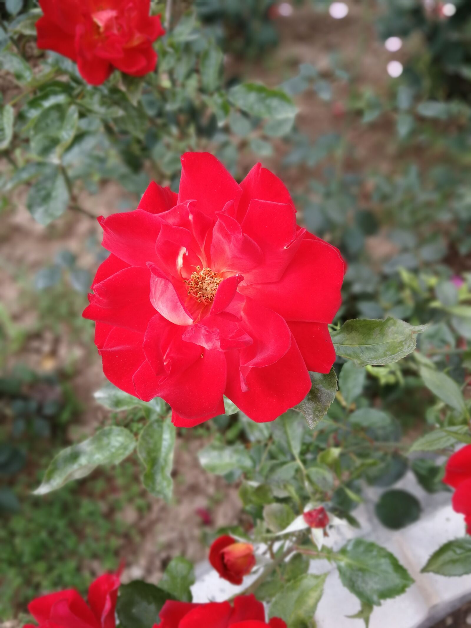 HUAWEI Mate 9 Pro sample photo. Rose, red, domestic photography