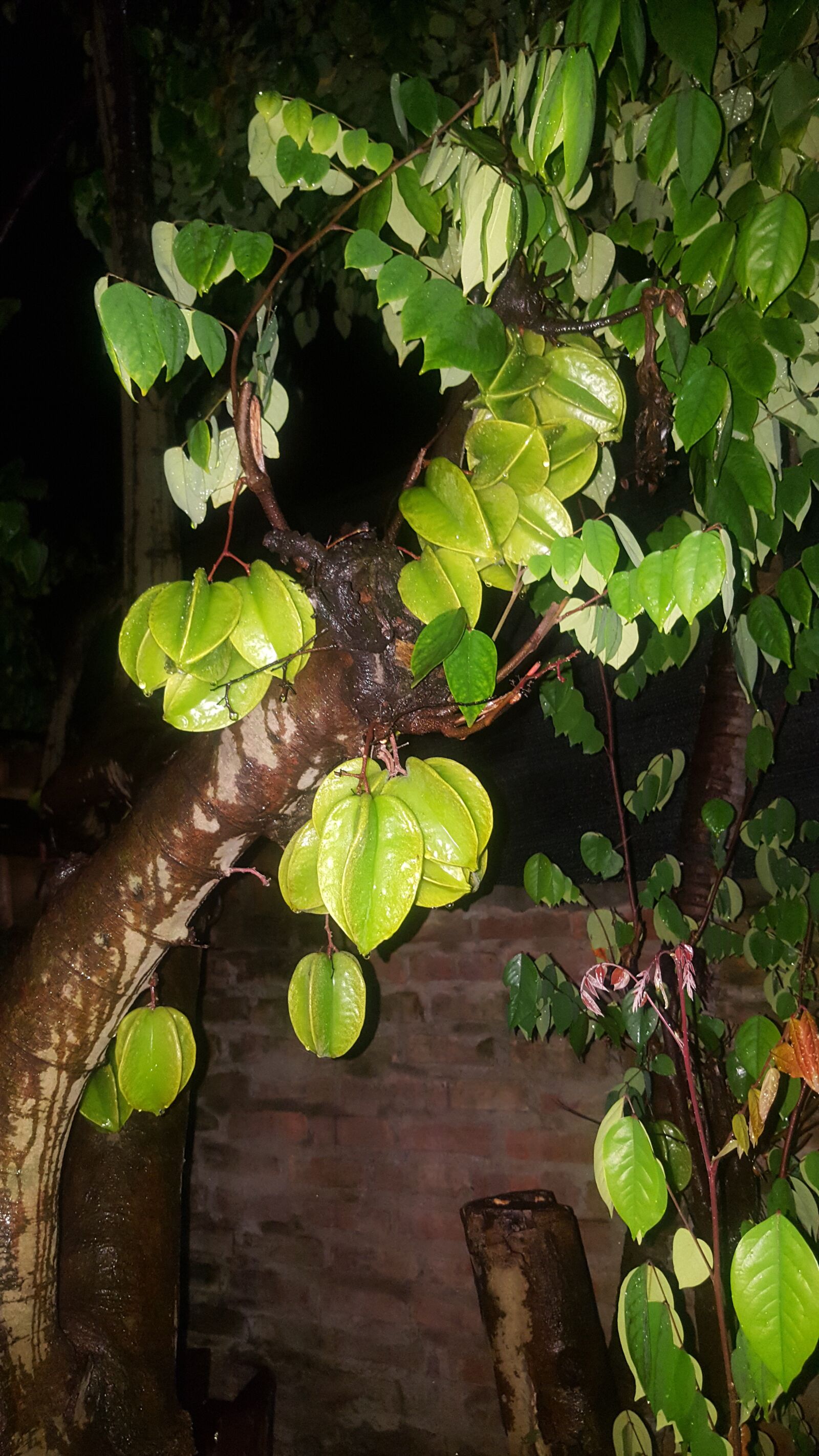 Samsung Galaxy S6 sample photo. Nature, star fruit, fruit photography
