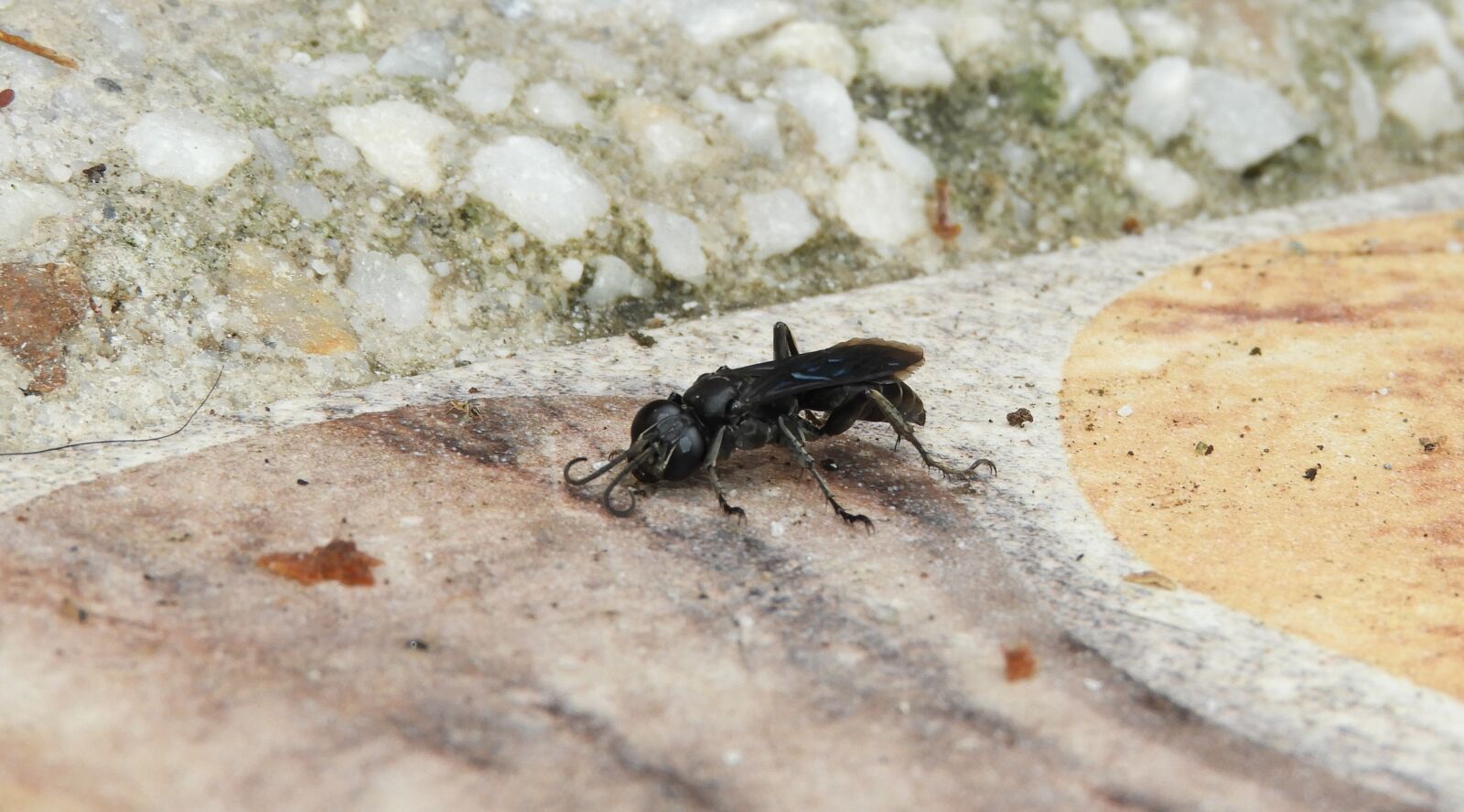 Nikon Coolpix B700 sample photo. Wasp, nature, animalia photography