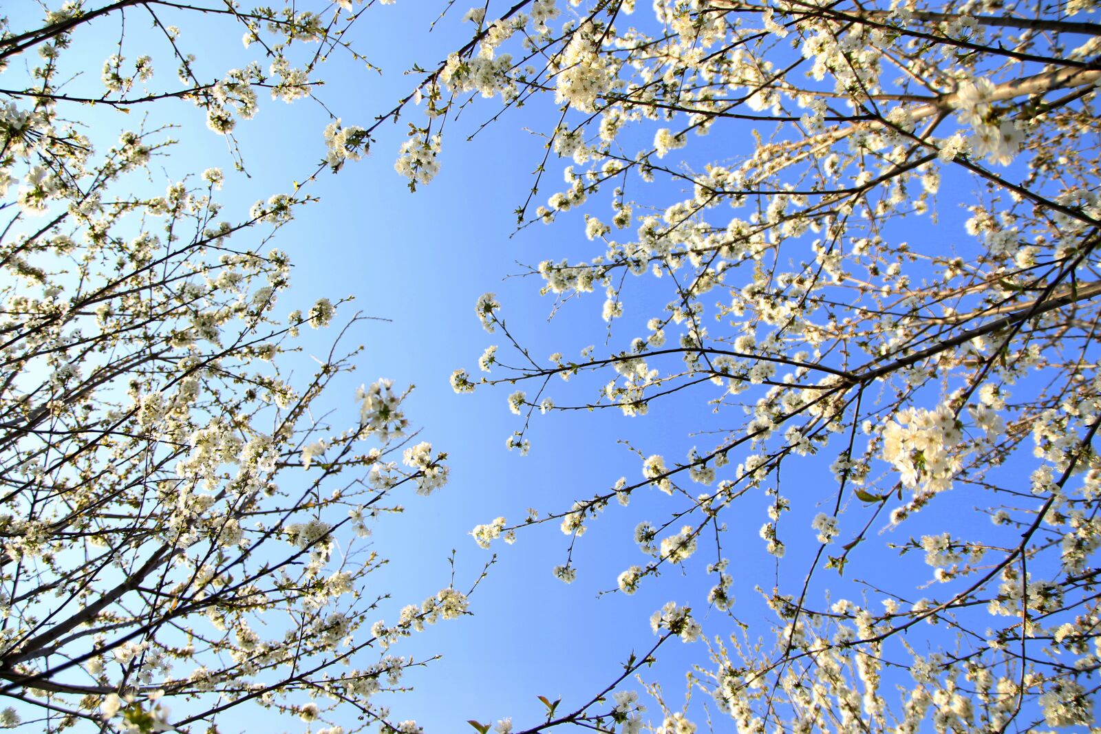 Canon EOS 7D Mark II sample photo. Flowers, white, casey photography
