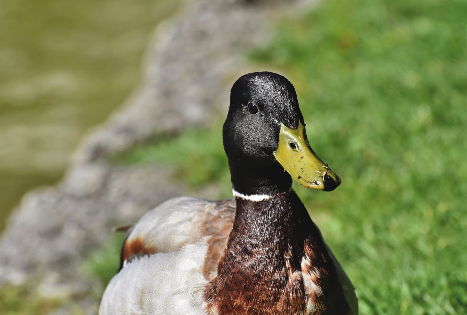 Nikon D7200 sample photo. Mallard, duck, water bird photography