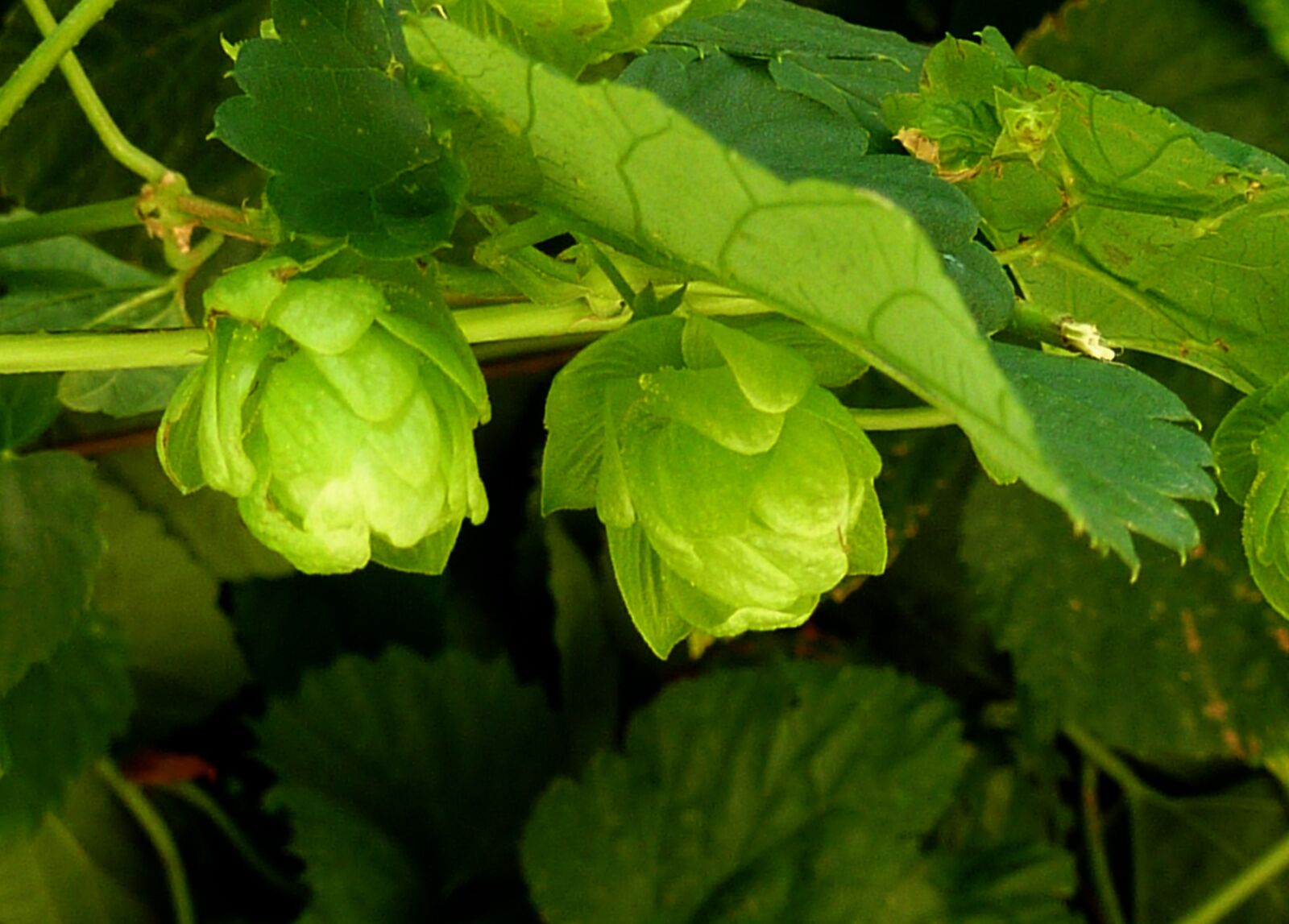 Panasonic DMC-TZ7 sample photo. Hops, beer, green photography