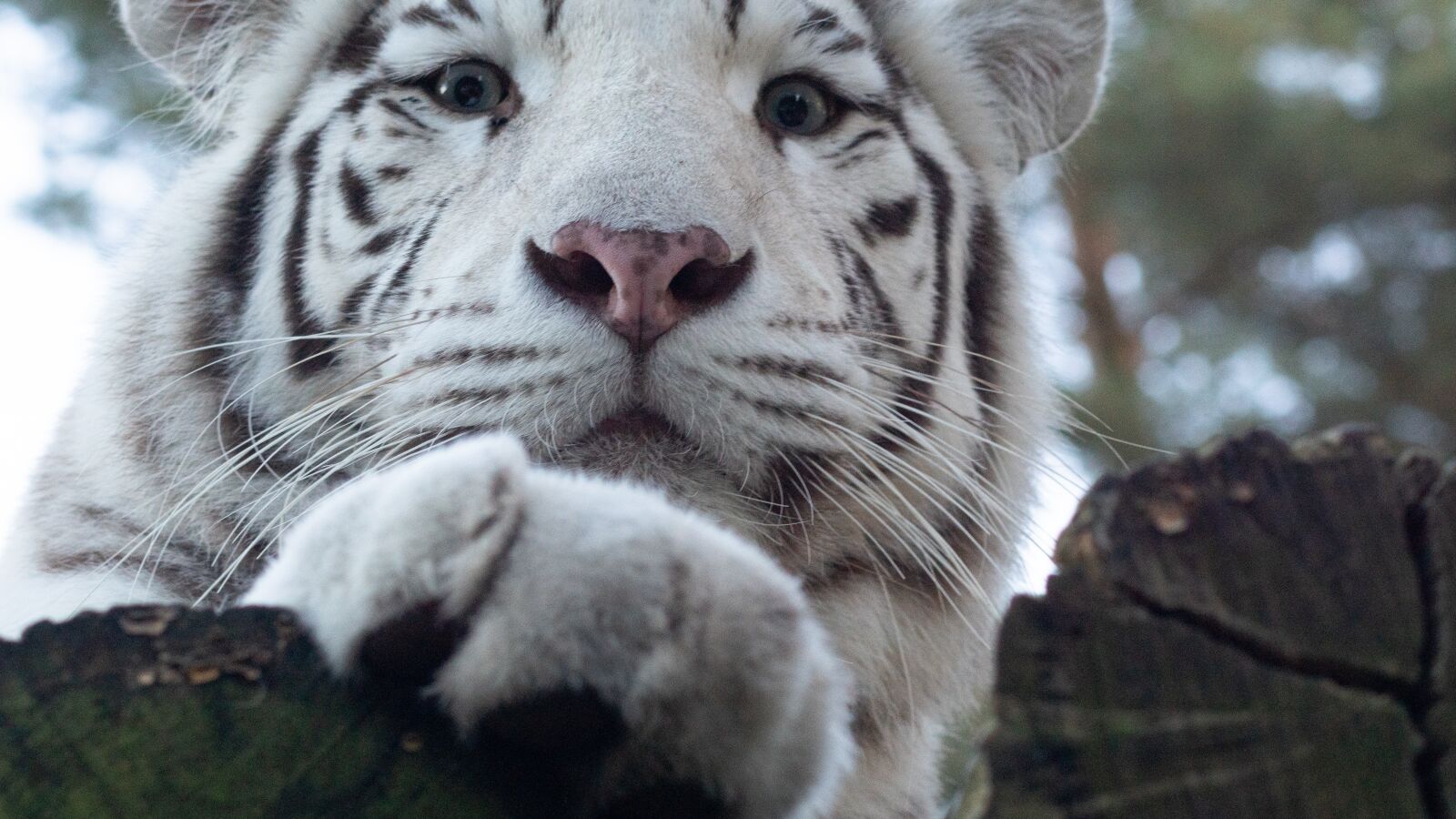 Sony ILCA-77M2 sample photo. Tiger, paw, cat photography