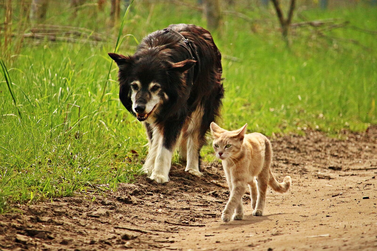 Canon EOS 100D (EOS Rebel SL1 / EOS Kiss X7) sample photo. Dog, cat, friendship photography