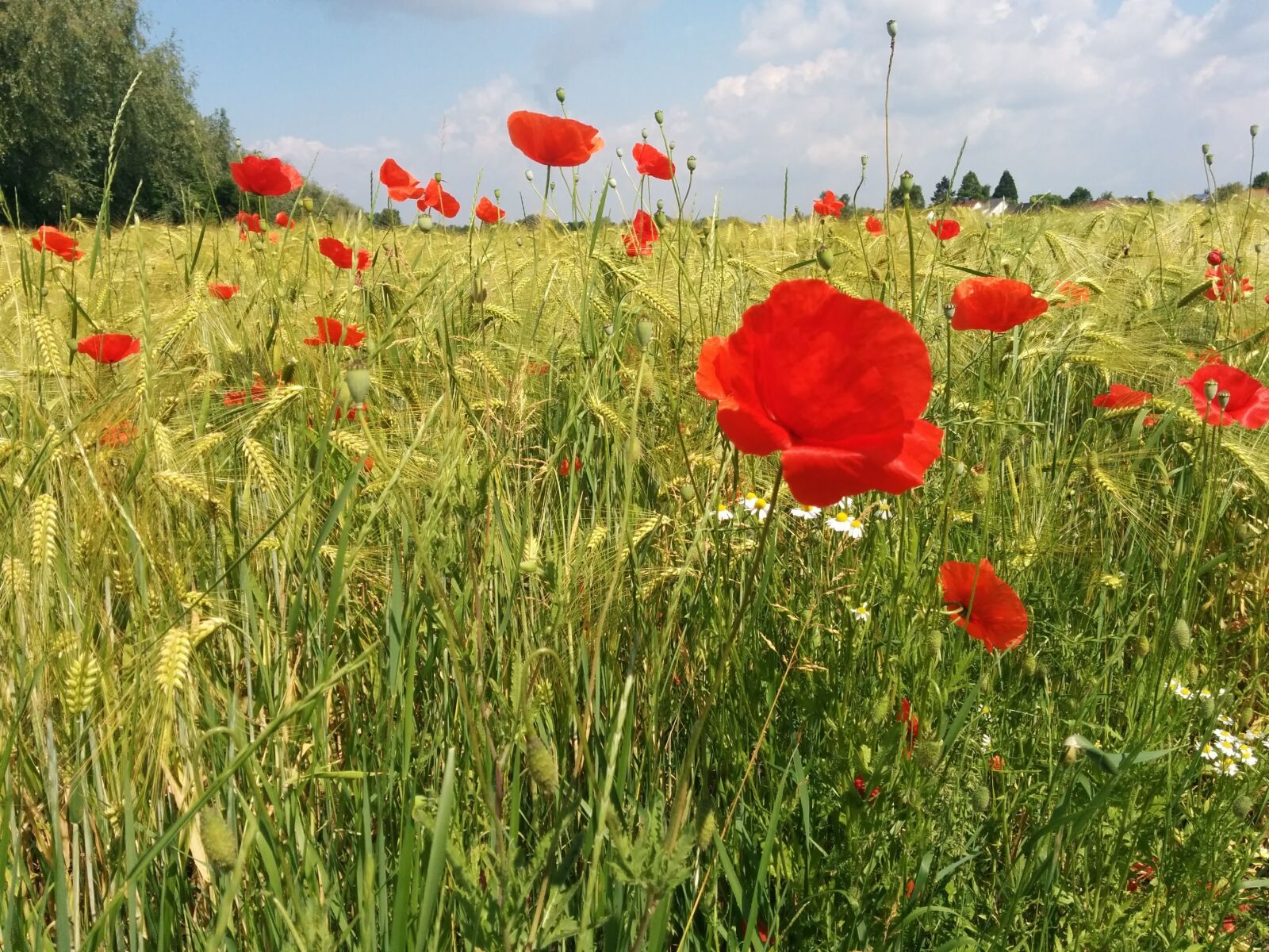 LG Nexus 5 sample photo. Poppy, field, cereals photography