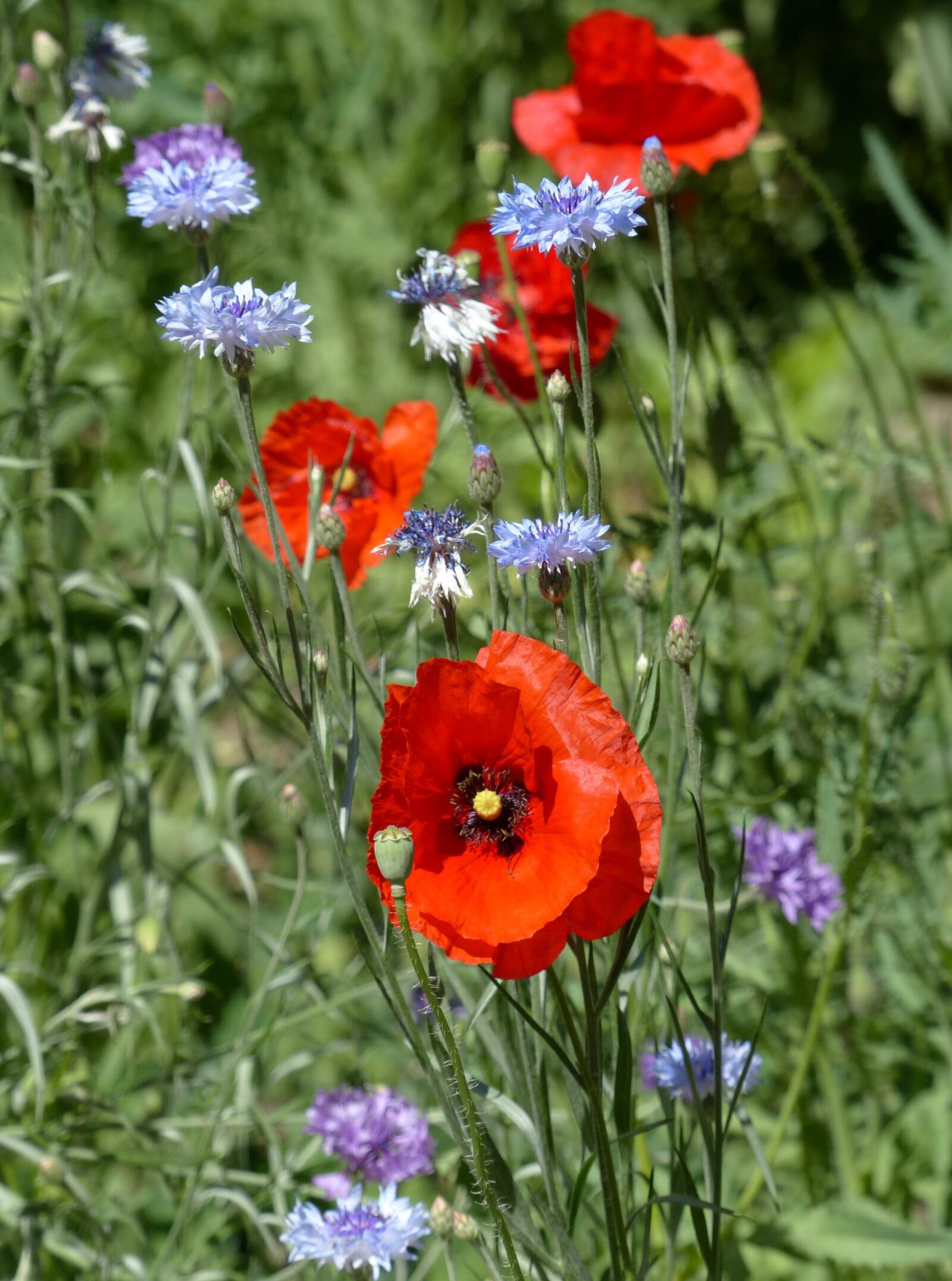 Panasonic Lumix DMC-FZ200 sample photo. Flowers of the field photography