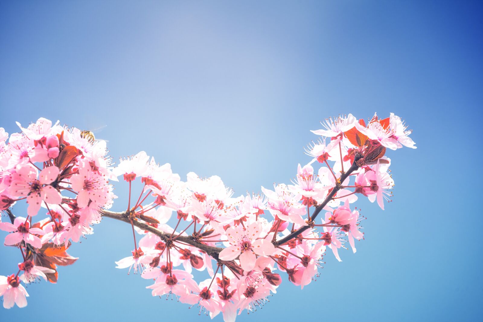 Sony a7 II + DT 70-200mm F4 SAM sample photo. Spring, cherry blossoms, plenty photography