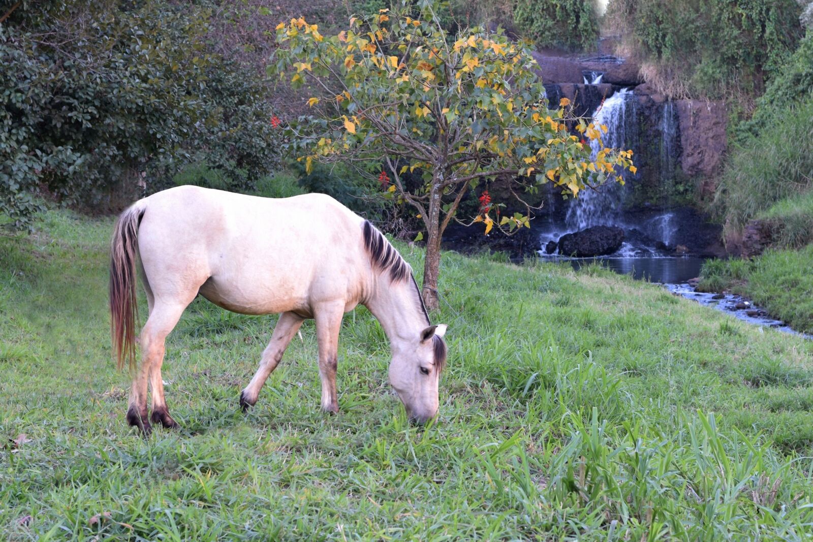 Nikon D5300 sample photo. Horse, landscape, stream photography
