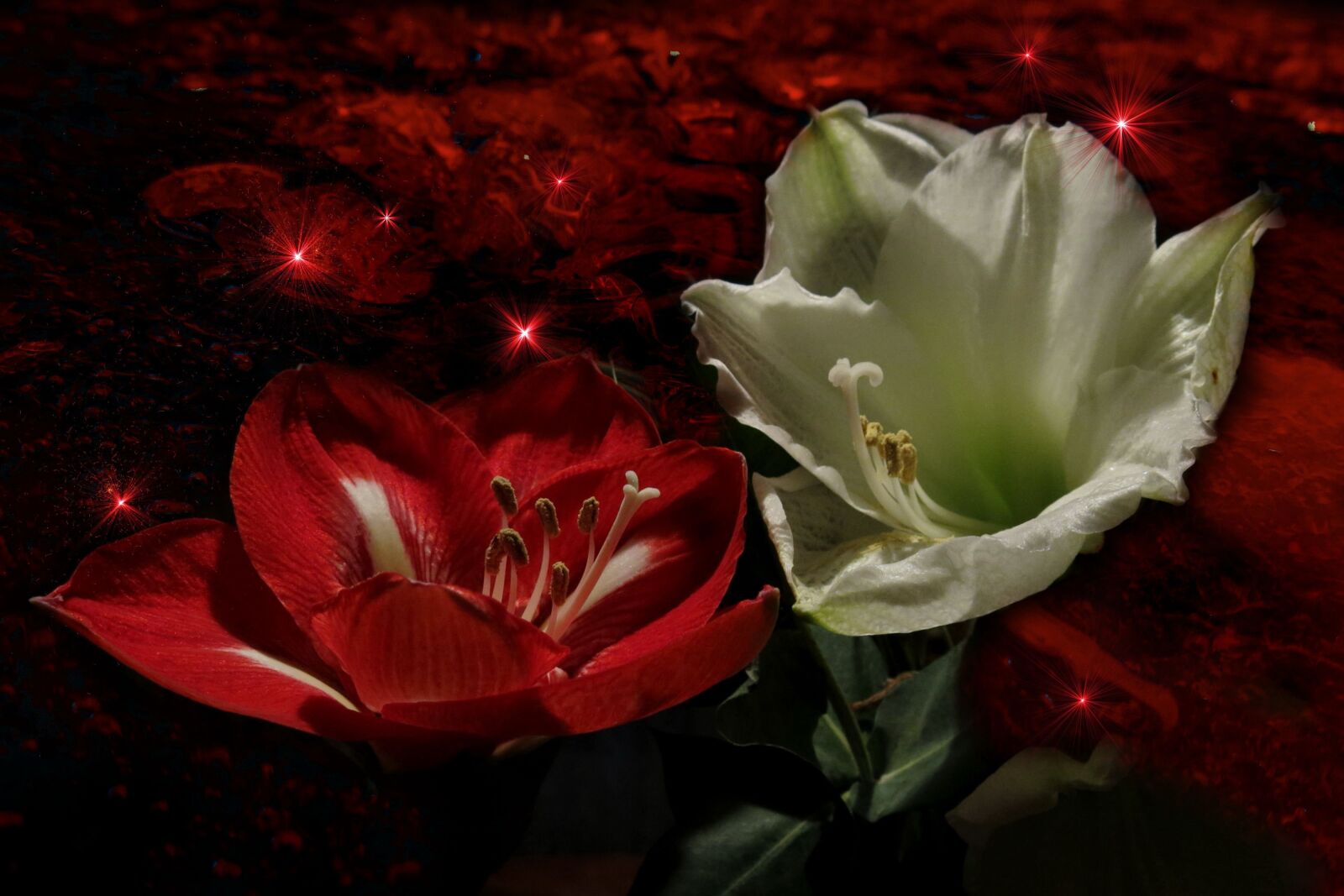Canon PowerShot G15 sample photo. Amaryllis plant, knights star photography