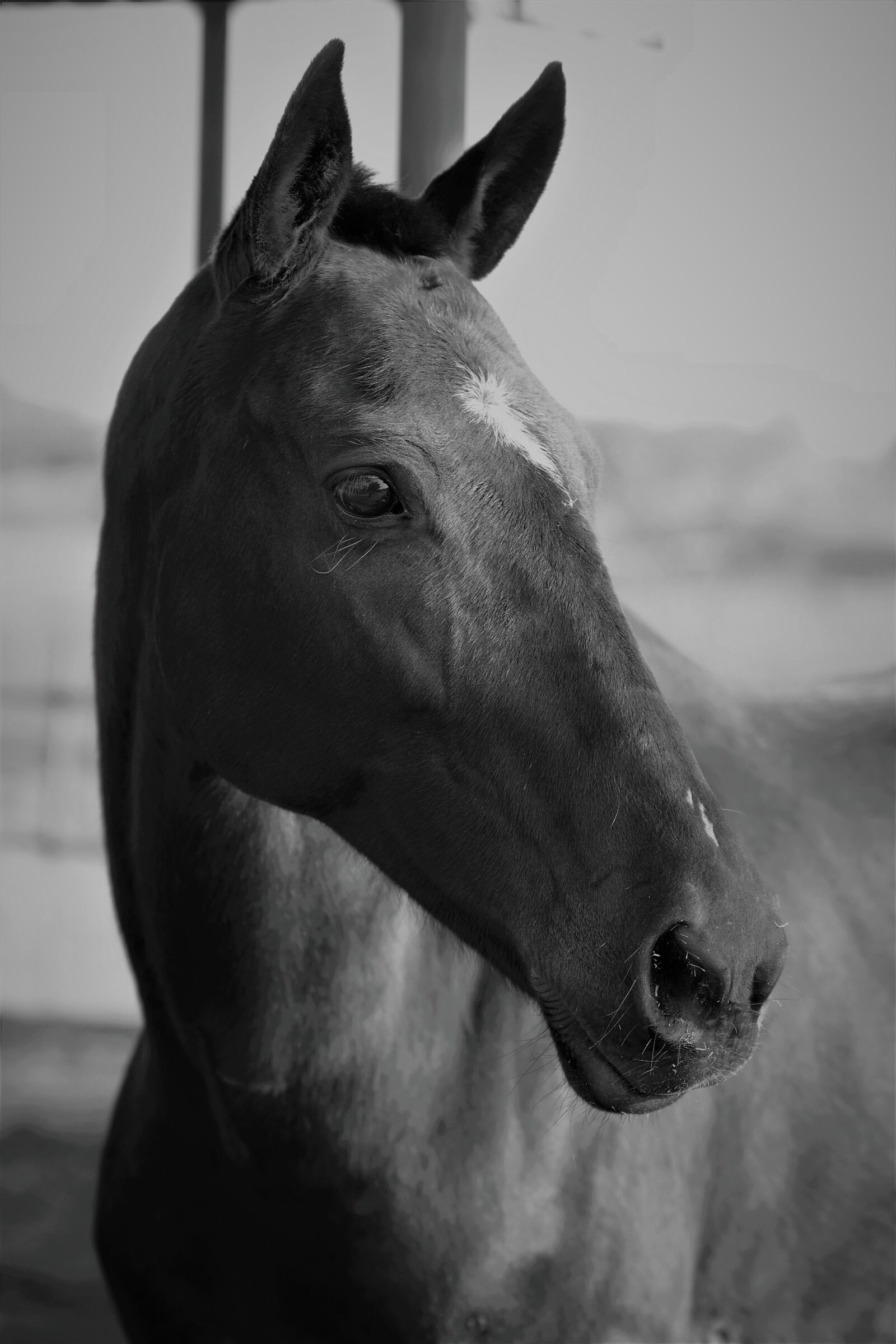 Nikon D7100 sample photo. Horse, horses, equine photography
