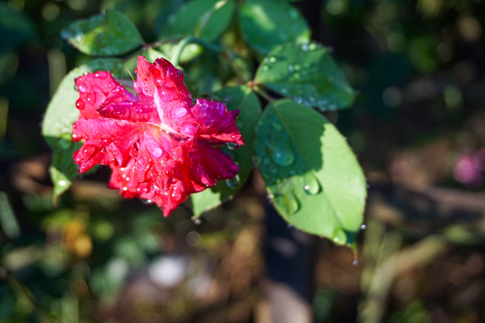 Sony Alpha a5000 (ILCE 5000) sample photo. Nature, flower, rose photography