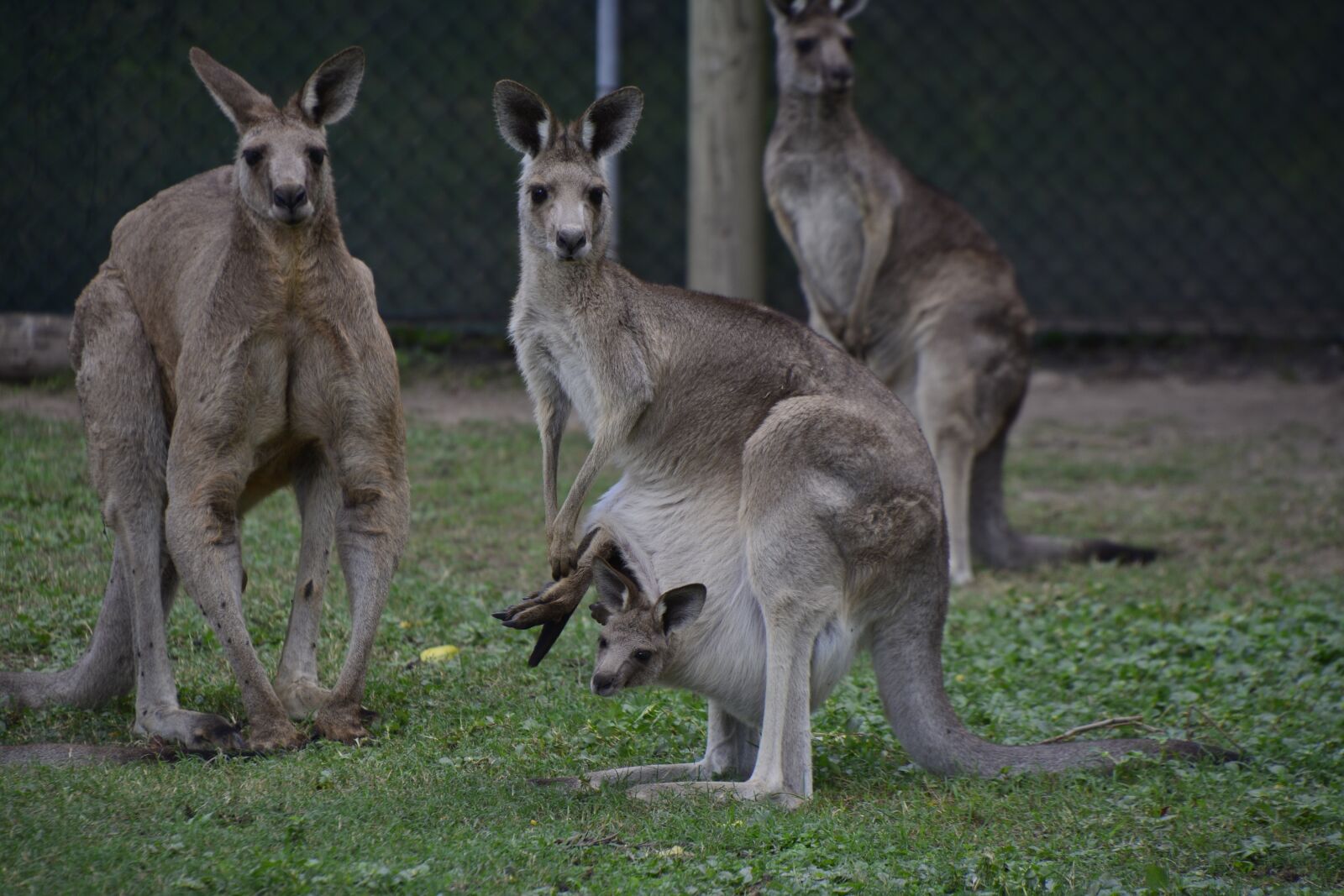 Nikon D5200 sample photo. Australia, brisbane, animal photography