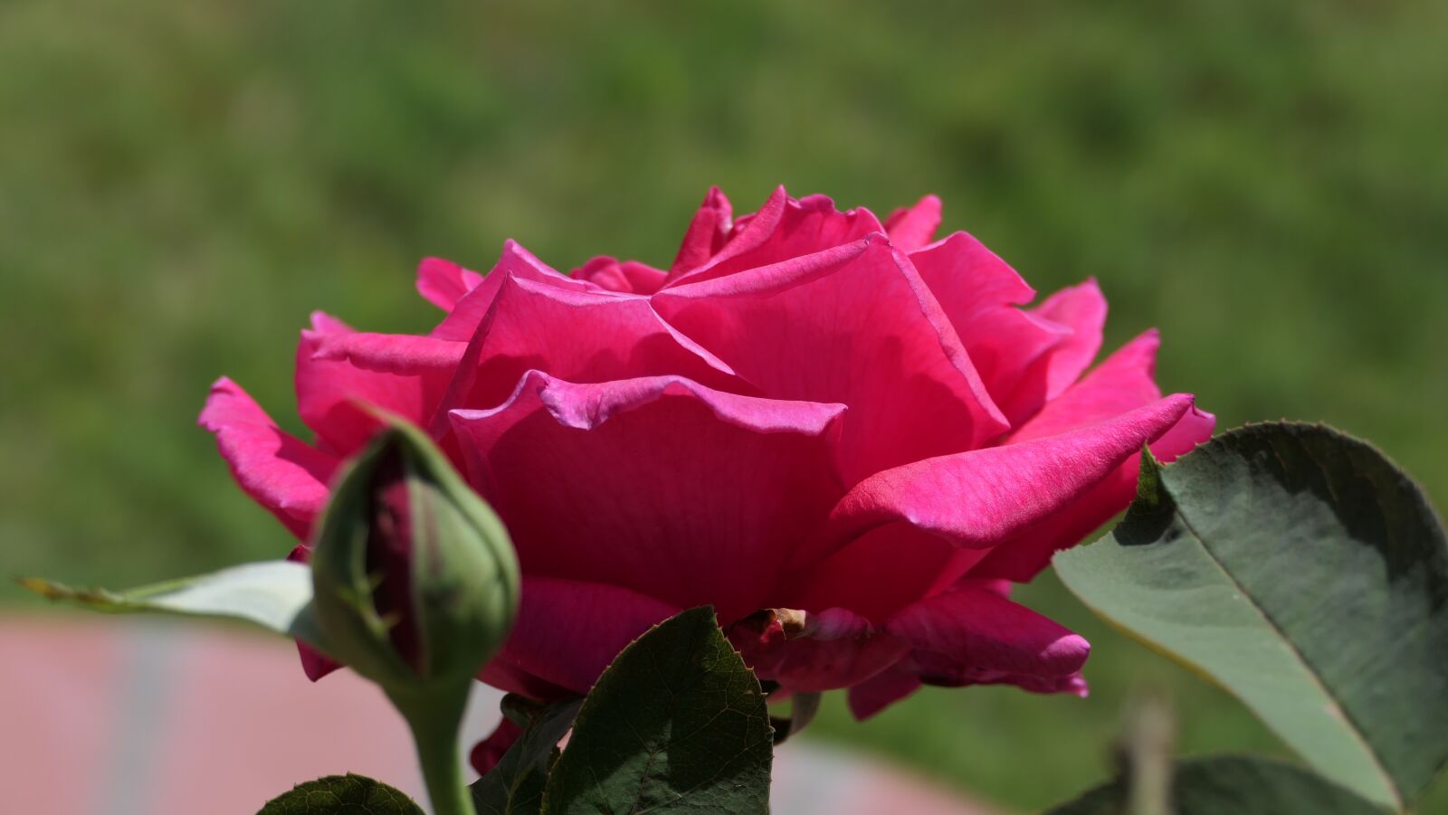 Panasonic DC-FZ10002 sample photo. Rose, flower, pink rose photography