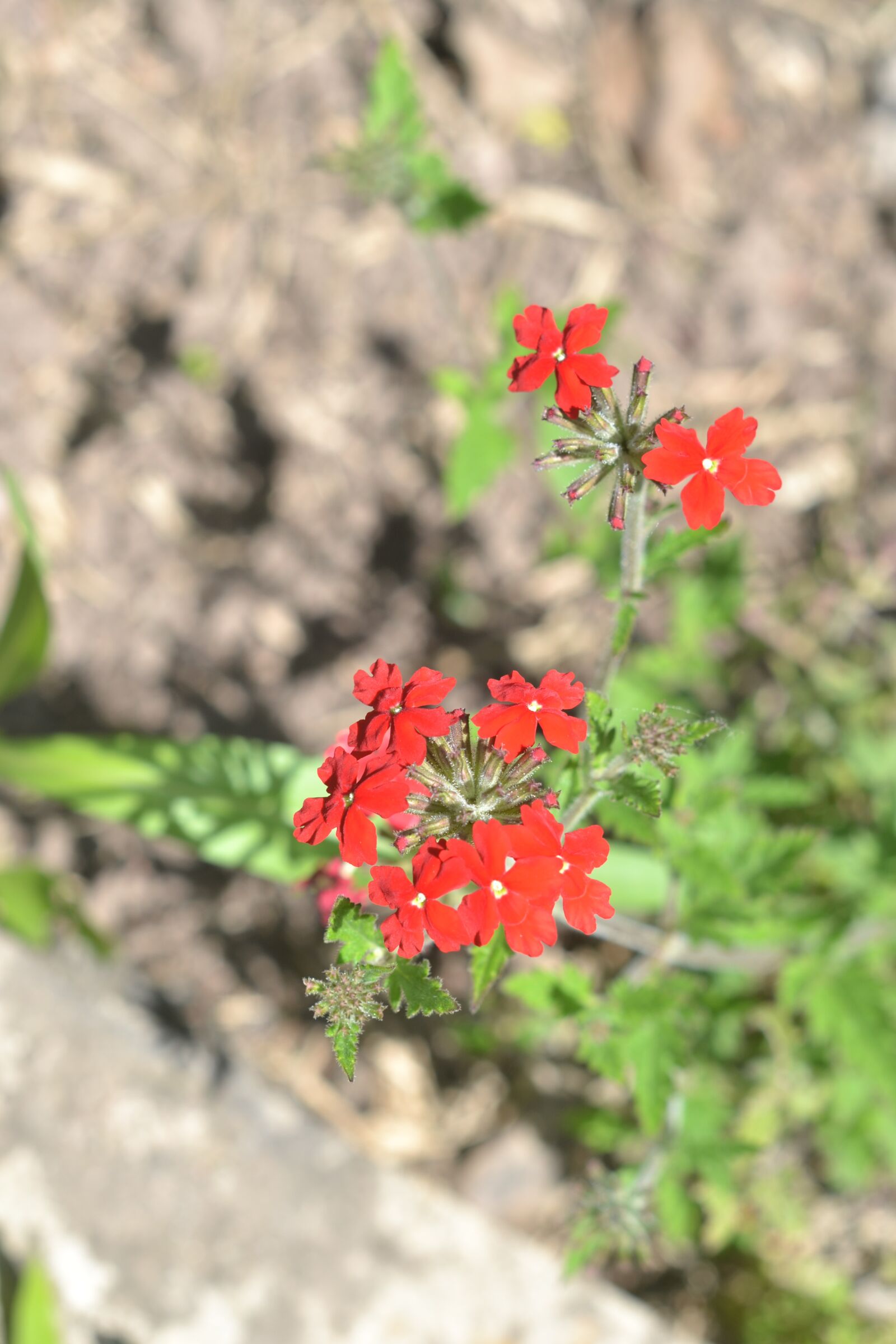 Nikon D3100 sample photo. Flor, naturaleza, jardín photography