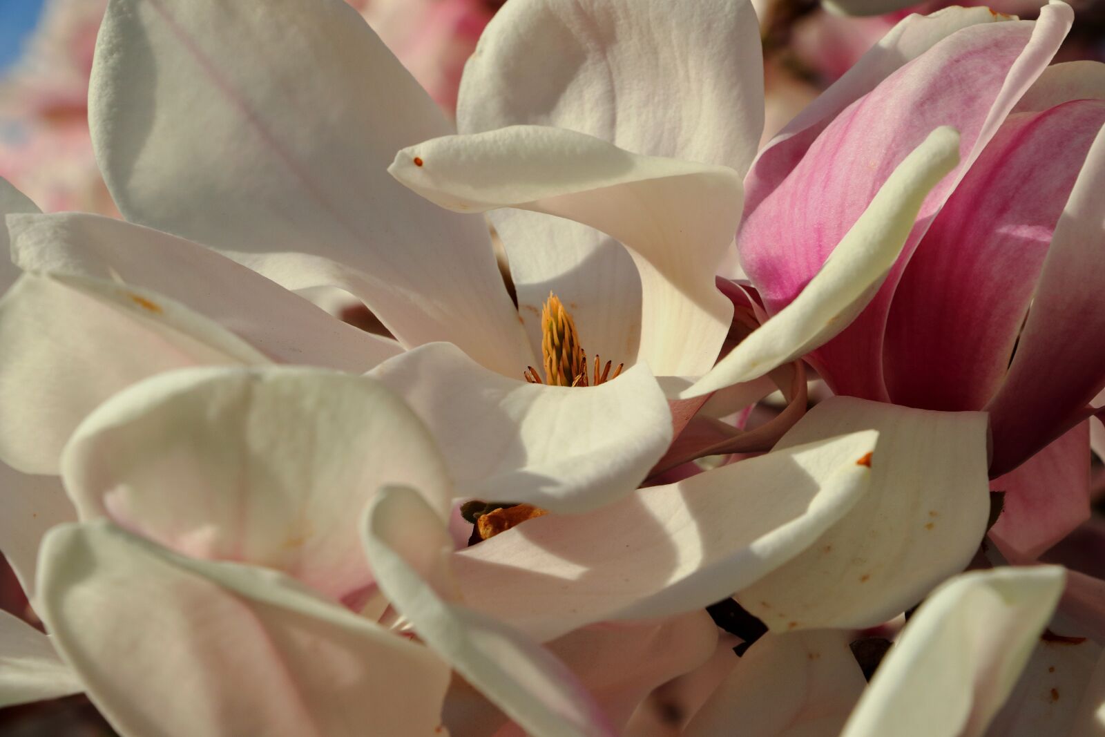 Canon EOS 80D sample photo. Magnolia, magnolia tree, spring photography
