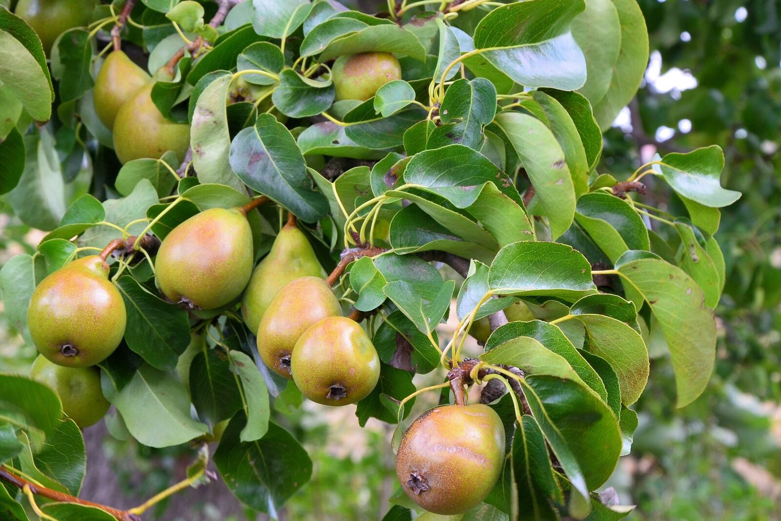Nikon D5100 sample photo. Pears, pear, fruit photography