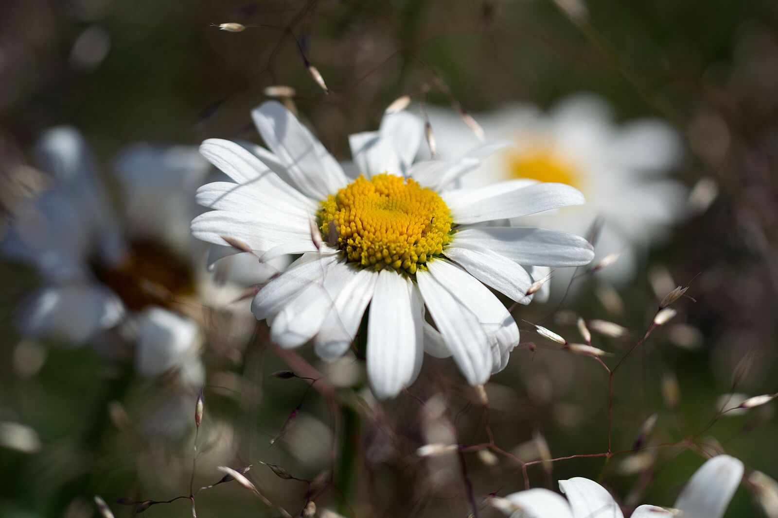 Nikon D3300 sample photo. Daisy, flower, nature photography