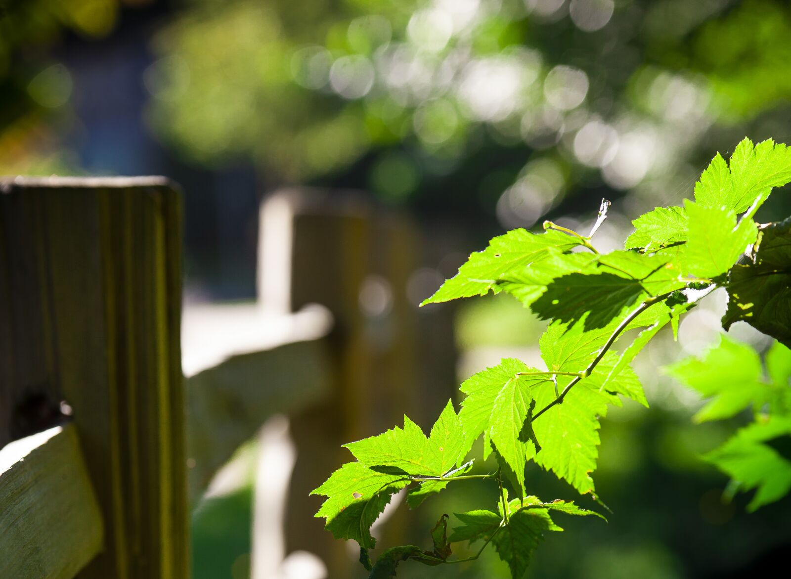 Canon EOS 5D Mark II sample photo. Gardens, rest, nature photography