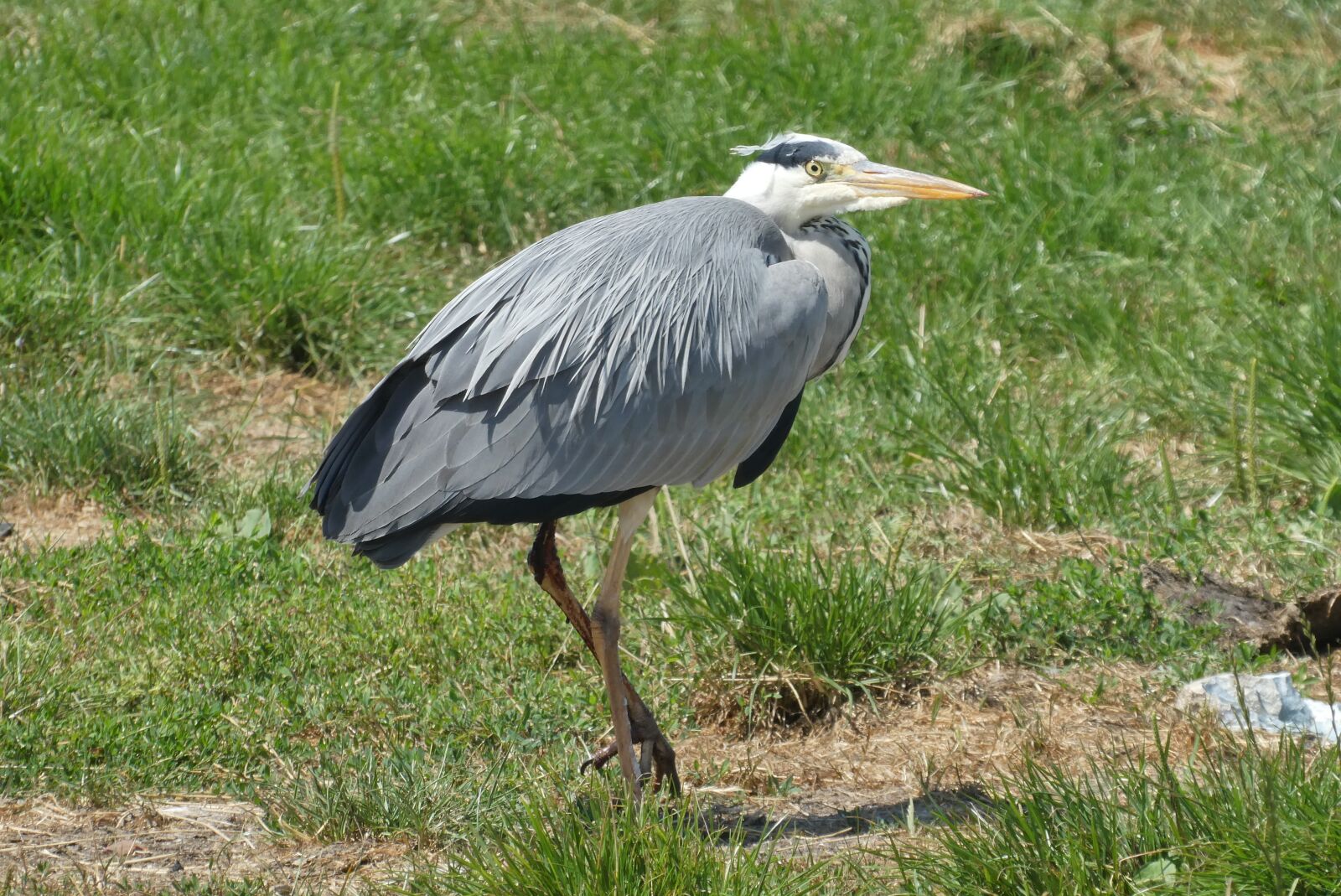 Panasonic Lumix DC-ZS70 (Lumix DC-TZ90) sample photo. Heron, feathers, ditch photography