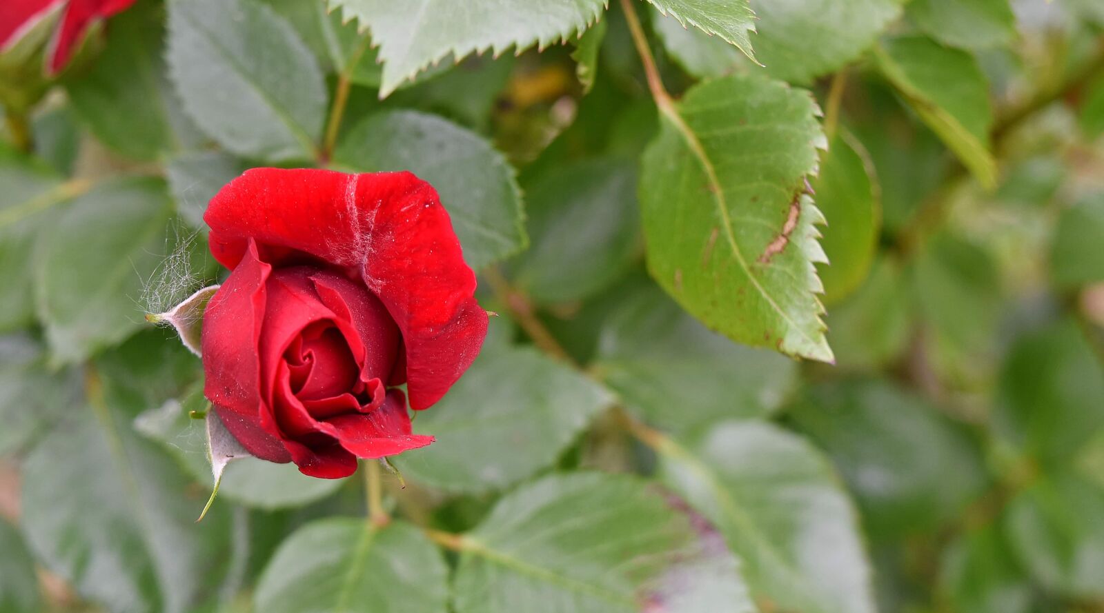 Nikon D5500 sample photo. Botanical, red, roses, flower photography