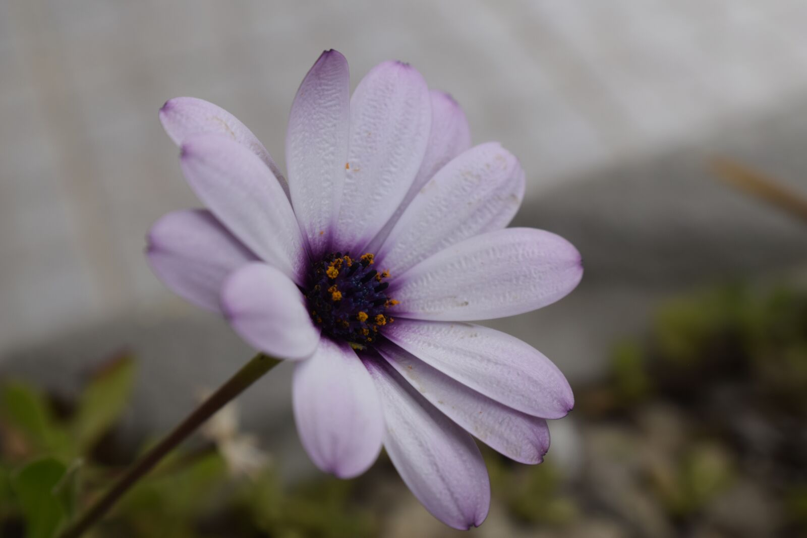 Nikon D3300 sample photo. Flower, nature, floral photography