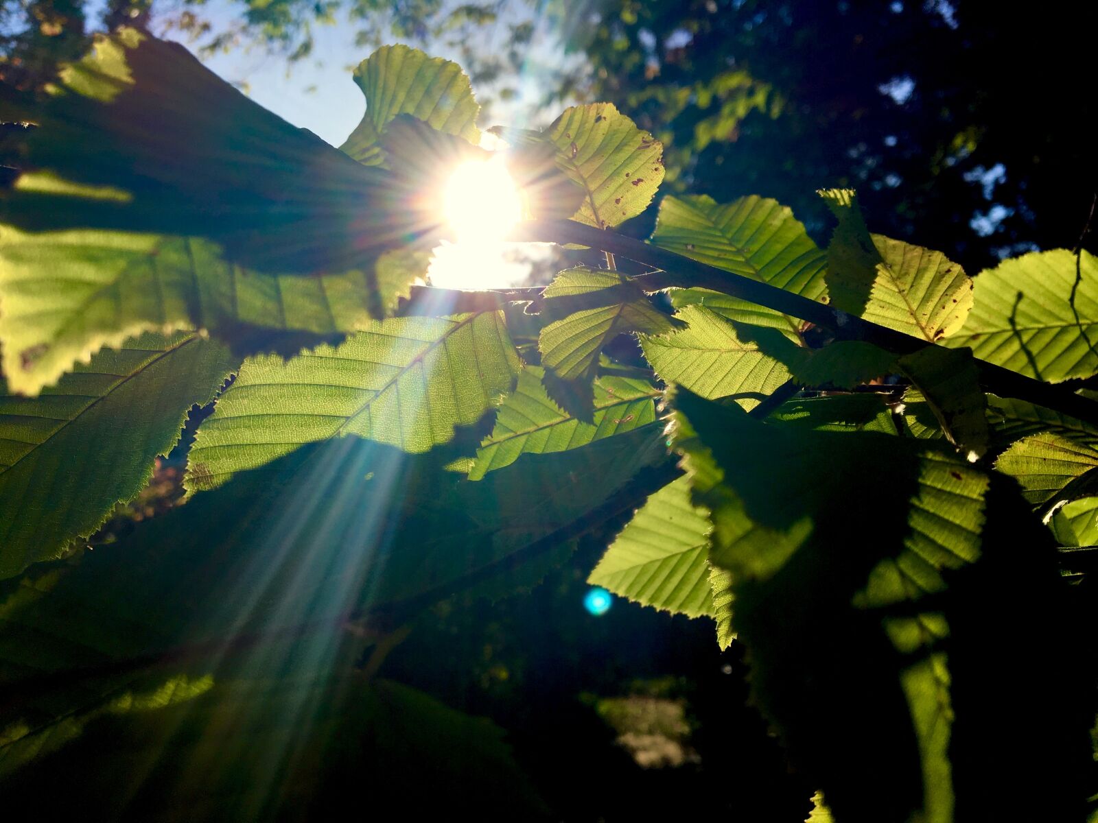 Apple iPhone 6s sample photo. Sunbeam, leaves, autumn light photography
