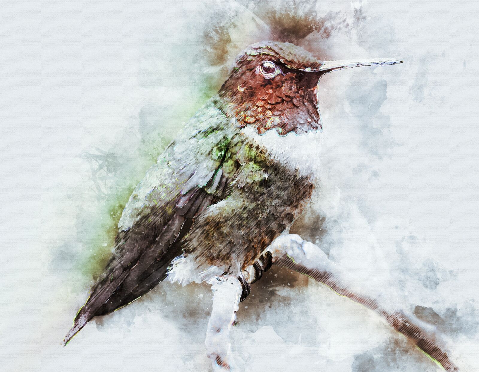 Nikon D80 sample photo. Bird, humming bird, humming photography