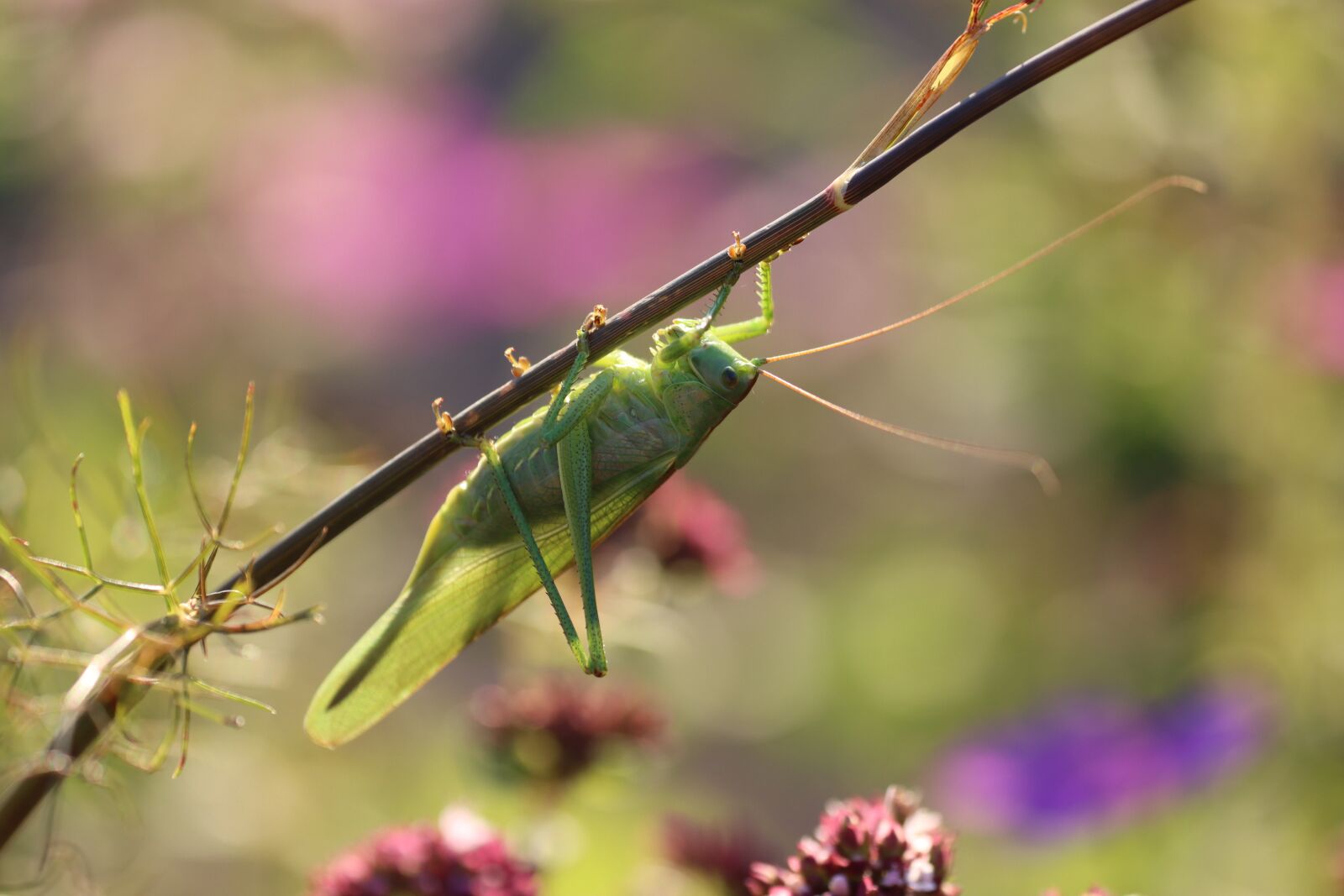 Canon EOS 90D sample photo. Grasshopper, insect, green photography