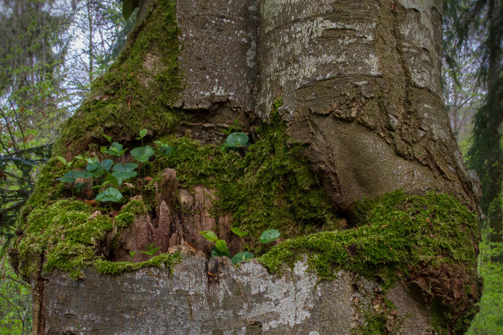 Canon EOS 7D sample photo. Seedling, book seedling, tree photography
