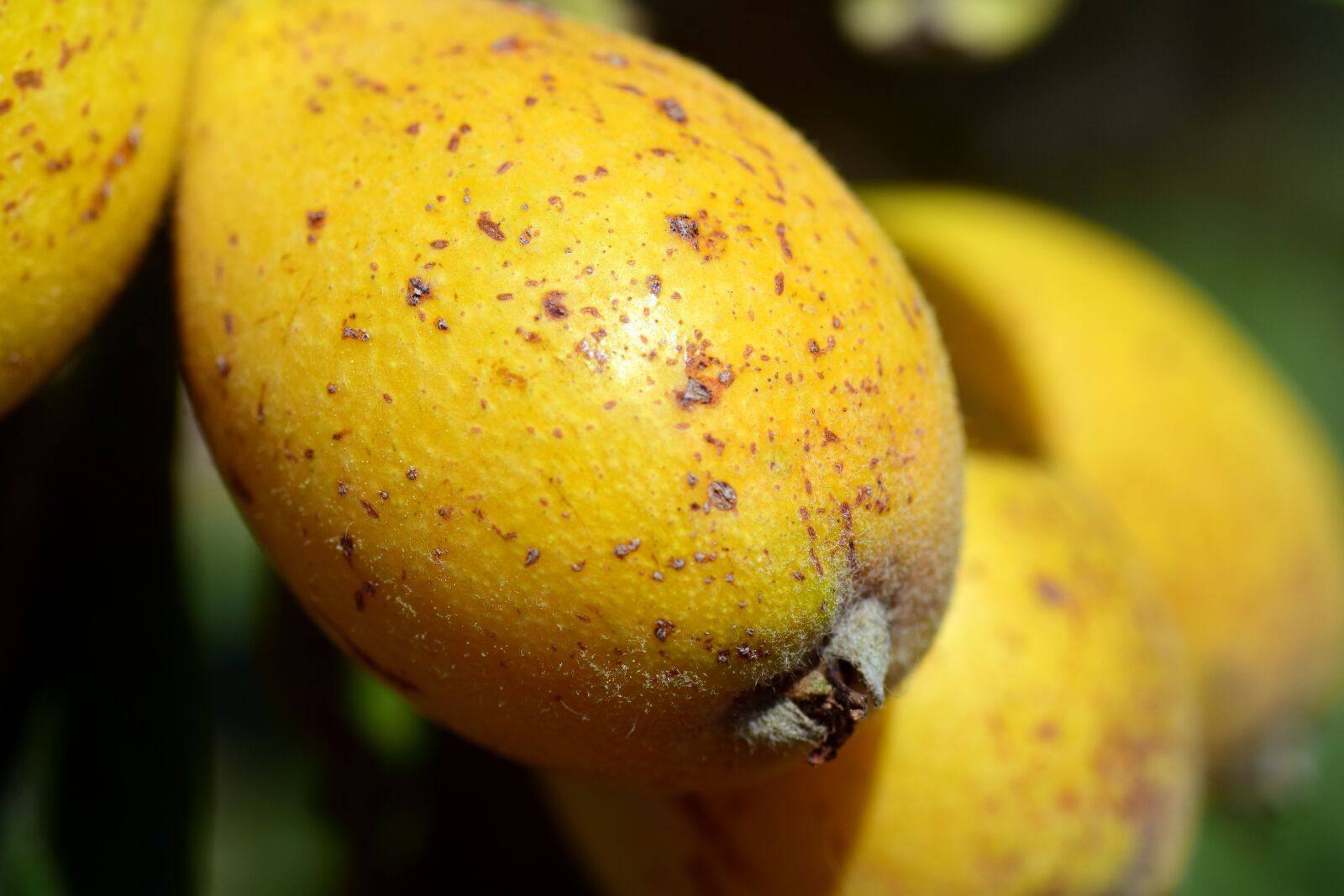 Nikon D3300 sample photo. Nispel, medlar, eriobotrya japonica photography