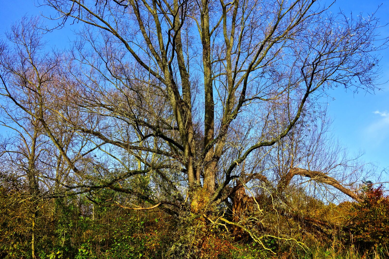 Sony Cyber-shot DSC-RX100 sample photo. Tree, branch, bare tree photography