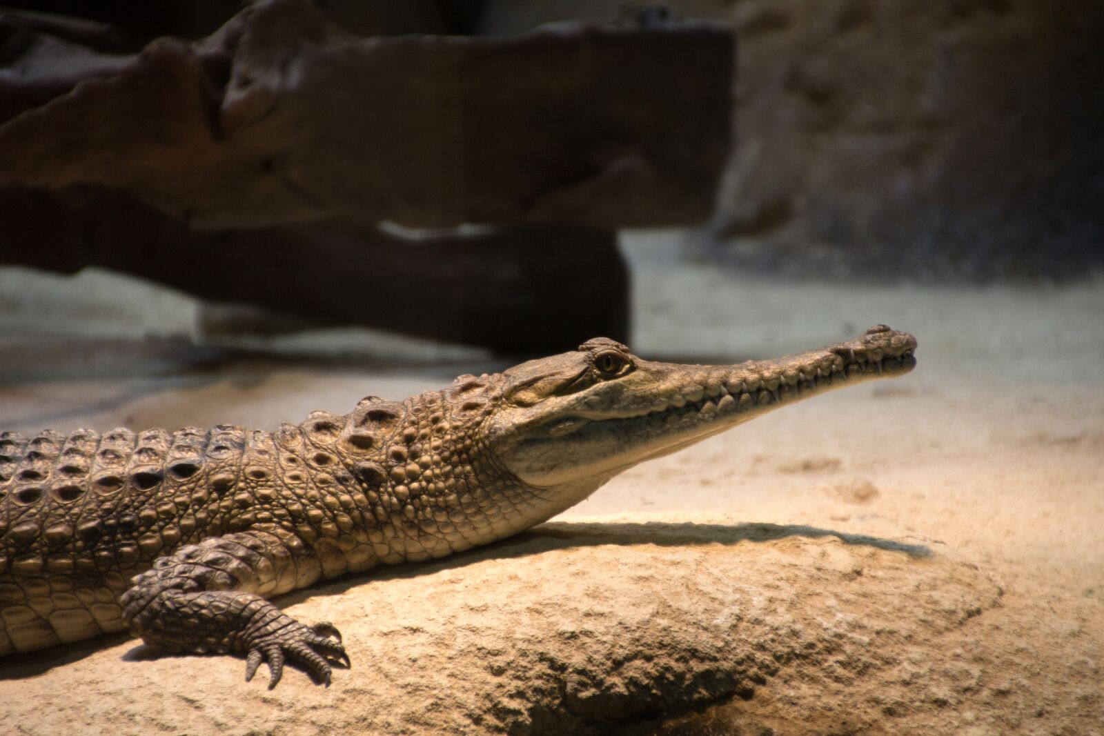 Canon EOS 600D (Rebel EOS T3i / EOS Kiss X5) sample photo. Crocodile, predator, reptile photography