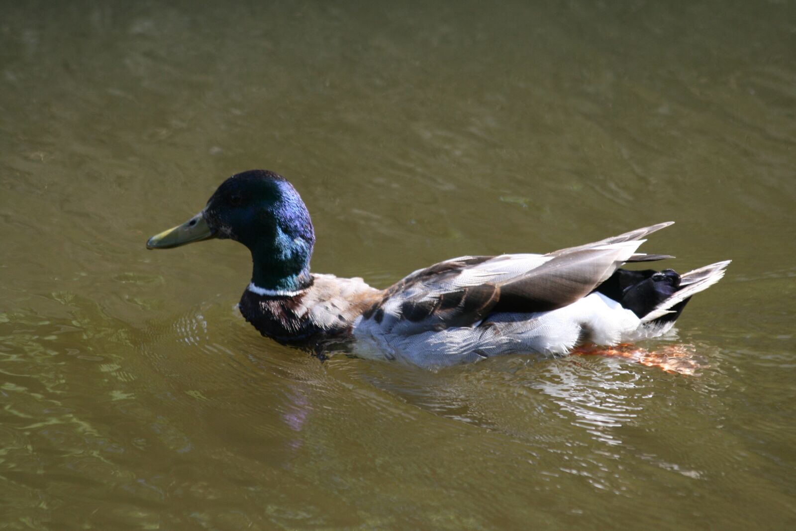 Canon EOS 400D (EOS Digital Rebel XTi / EOS Kiss Digital X) sample photo. Duck, male, ditch photography