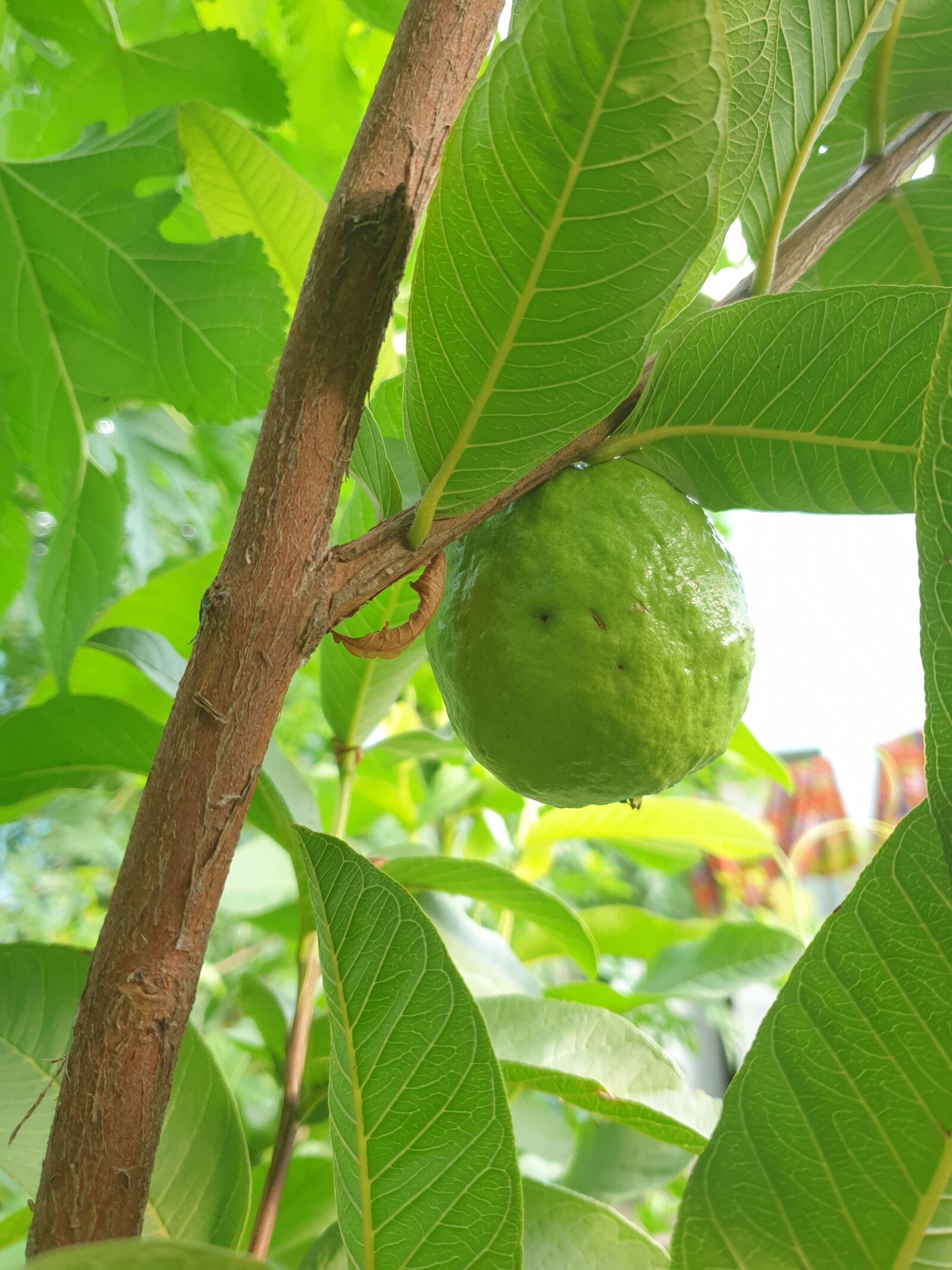 Samsung Galaxy S9 sample photo. Guava, fruits, tree photography