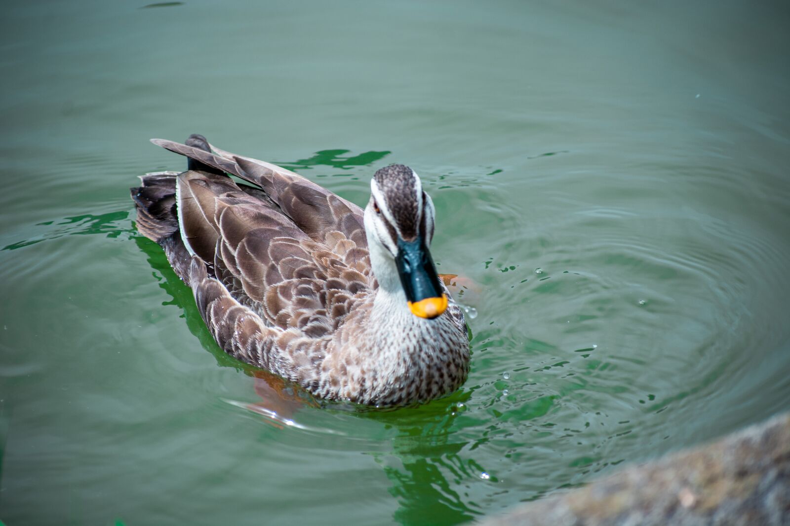 Nikon D7100 sample photo. Duck, animal, plumage photography