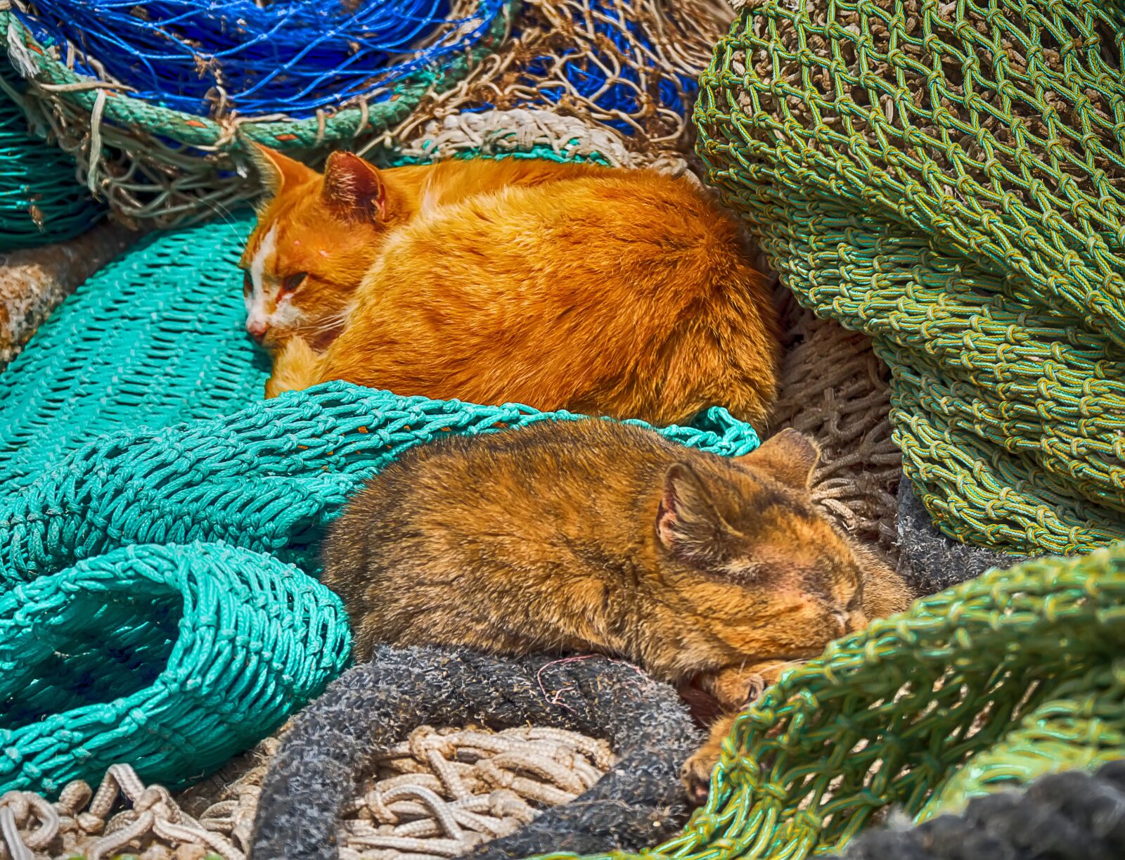 Panasonic Lumix DMC-GX8 sample photo. Animalia, color, domestic photography