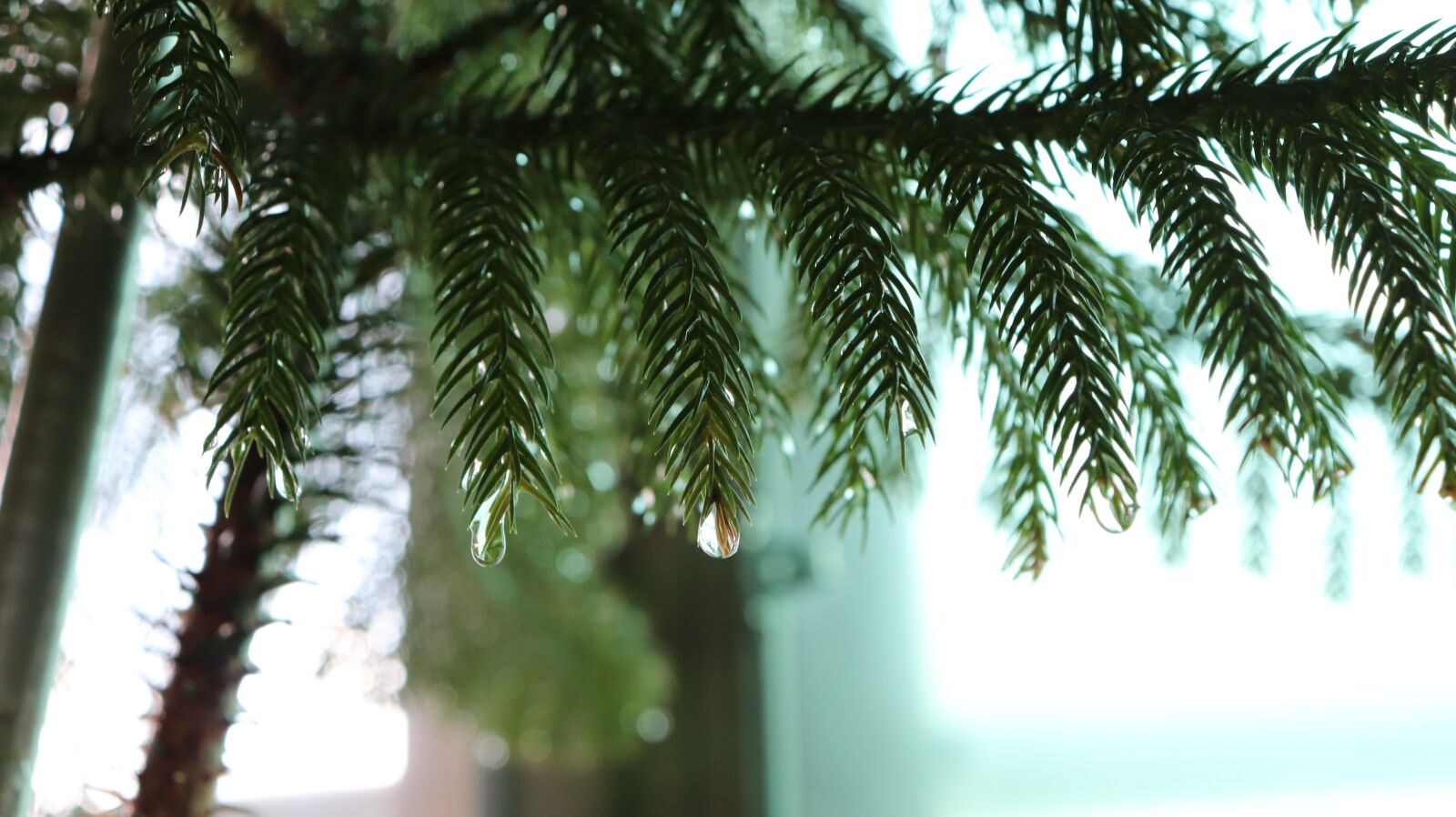 Canon EOS 800D (EOS Rebel T7i / EOS Kiss X9i) sample photo. Pine, tree, sharp photography