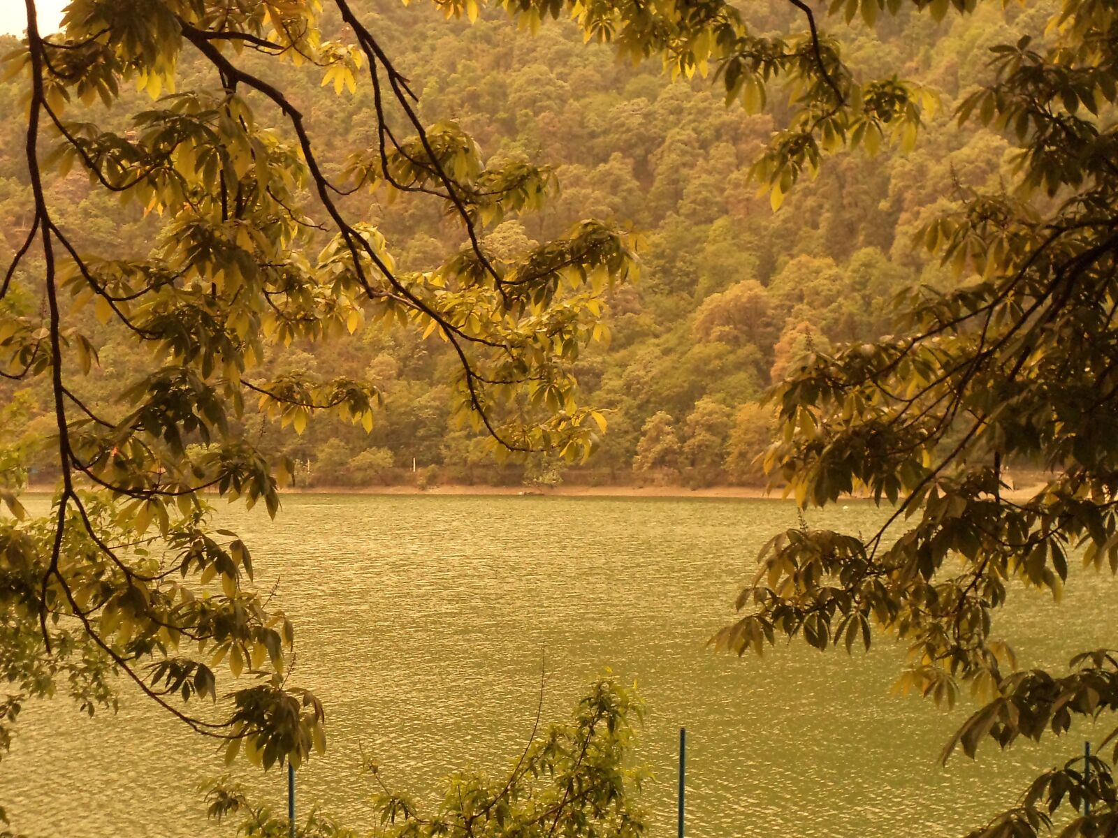 Sony DSC-S3000 sample photo. Landscape, nature, forest photography