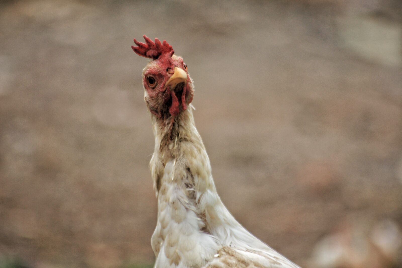 Canon EOS 650D (EOS Rebel T4i / EOS Kiss X6i) sample photo. Chicken, animal, epic photography