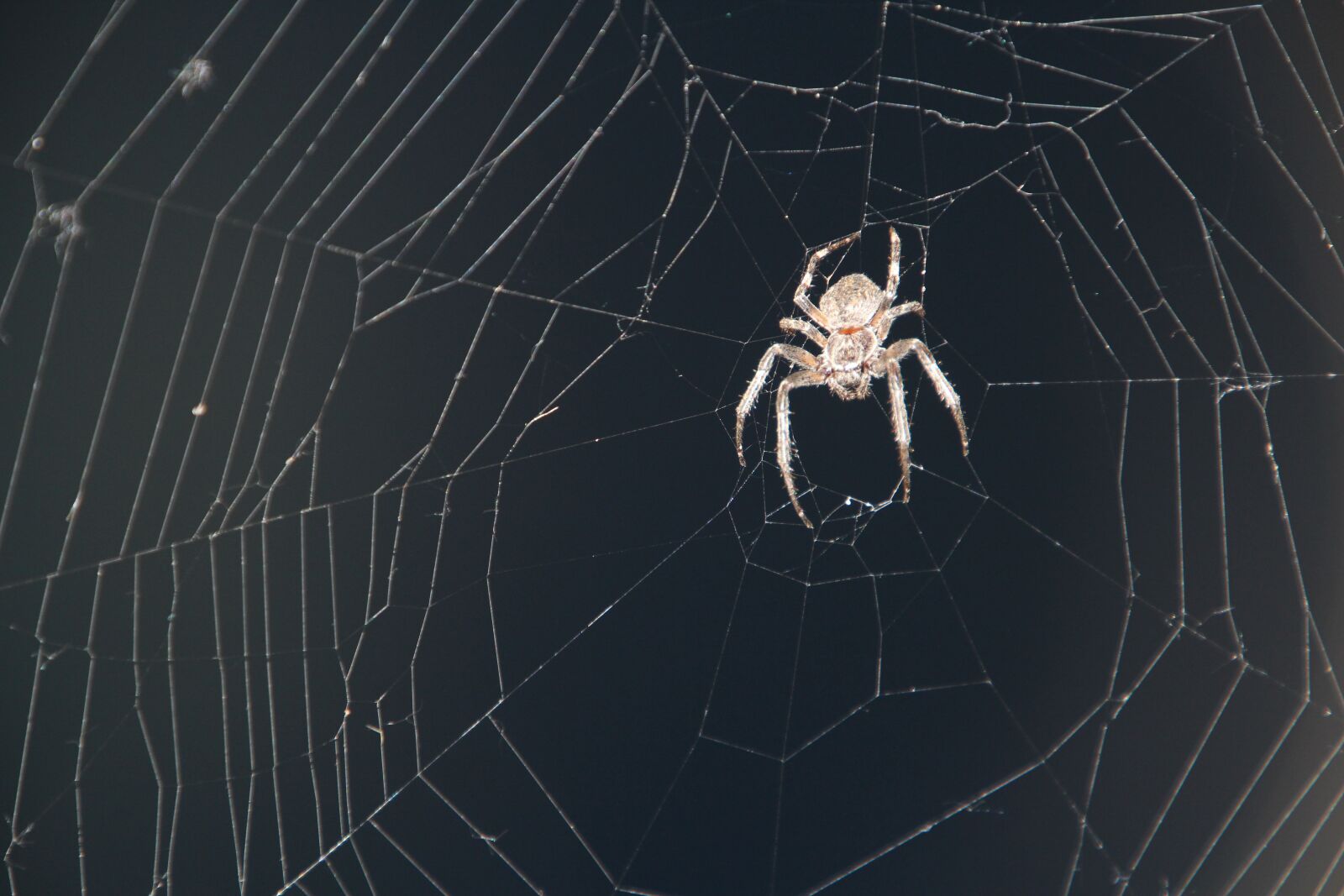 Canon EOS 600D (Rebel EOS T3i / EOS Kiss X5) sample photo. Spider, cobweb, insect photography