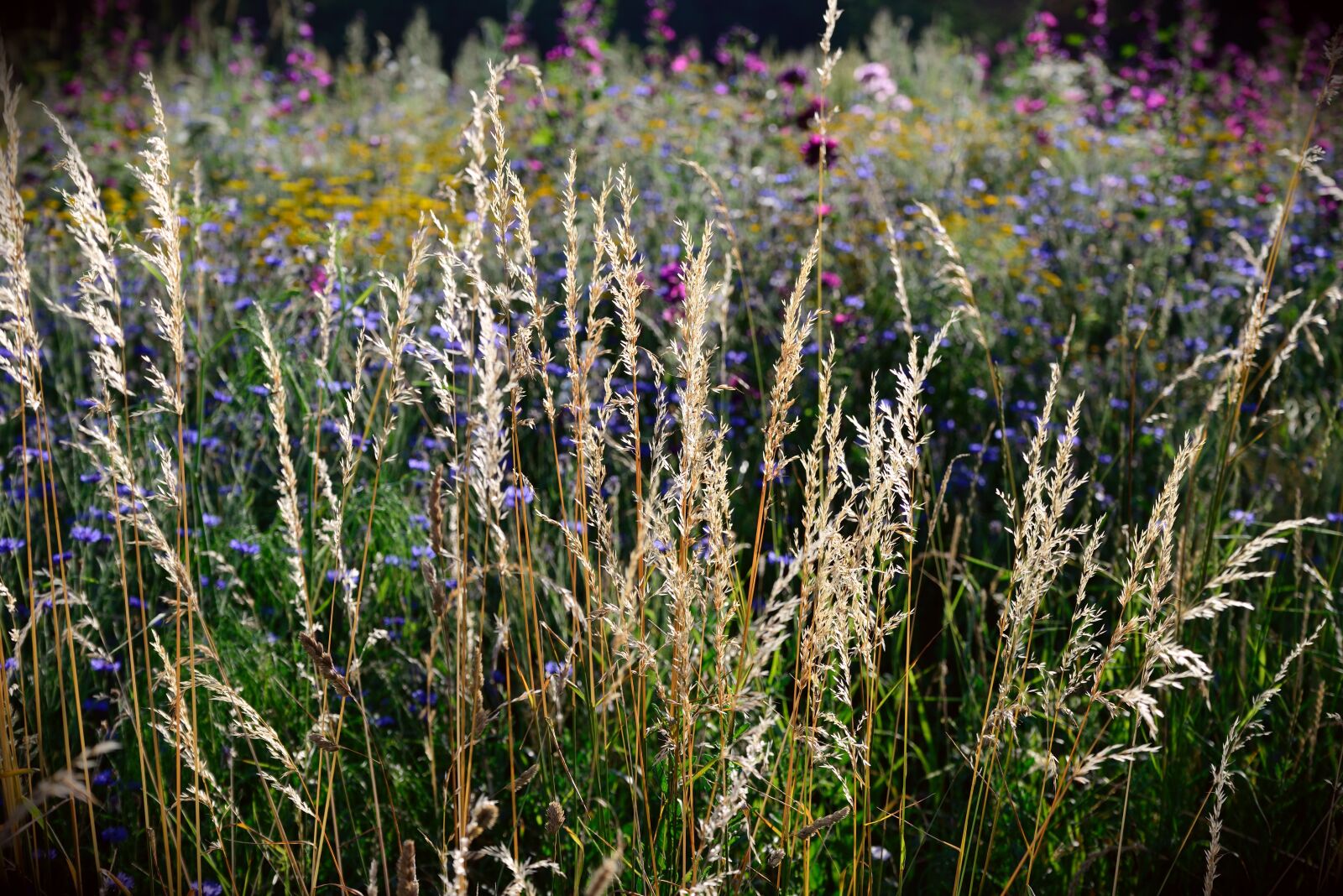 Nikon D610 sample photo. Grasses, wild flowers, field photography