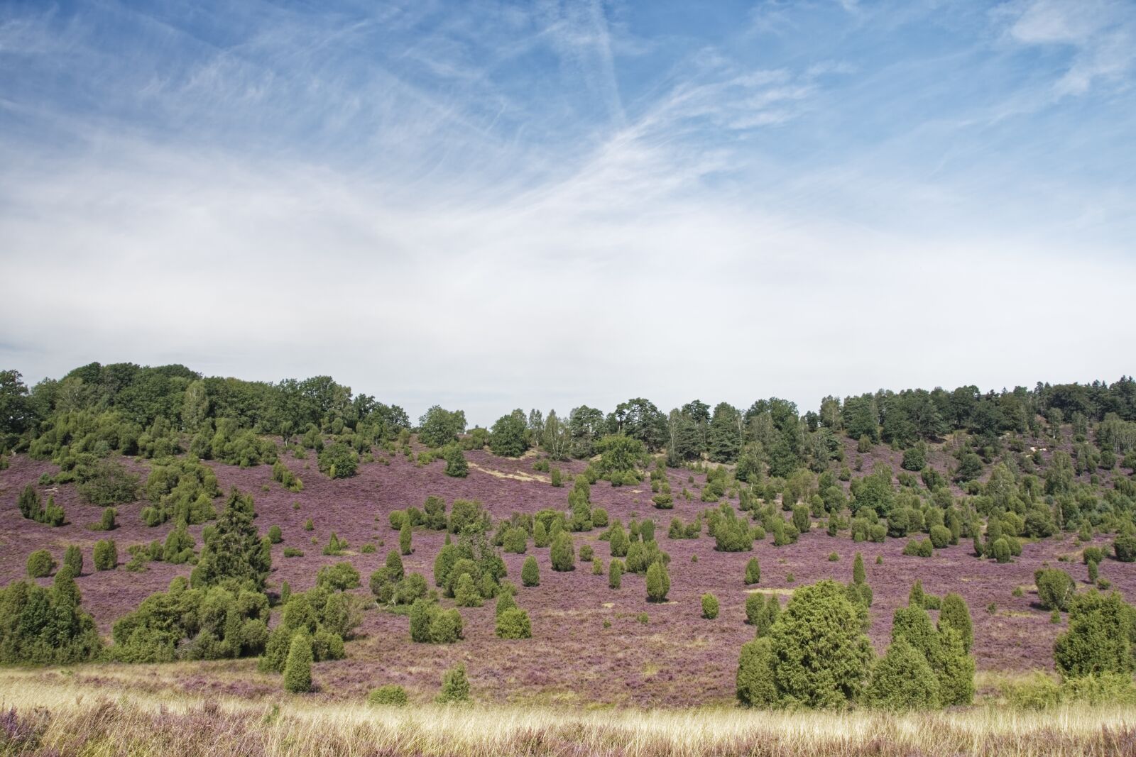 Nikon D500 sample photo. Germany, l neburg heath photography