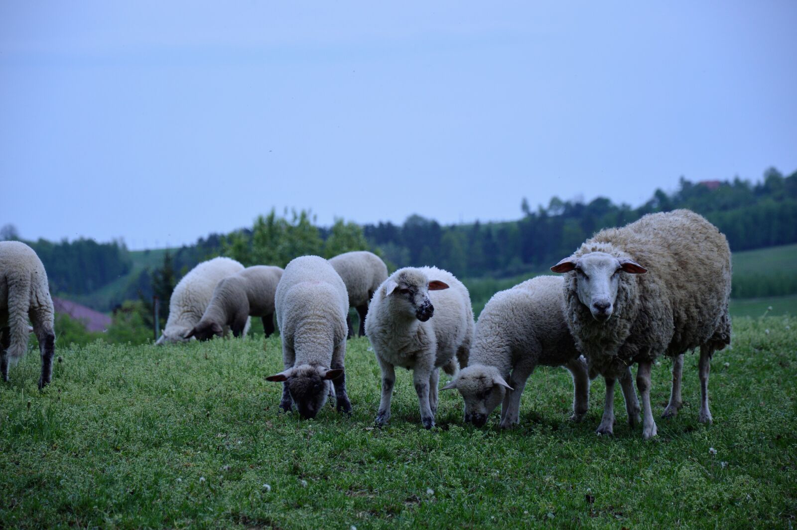 Nikon D3200 sample photo. Sheep, rams, animals photography