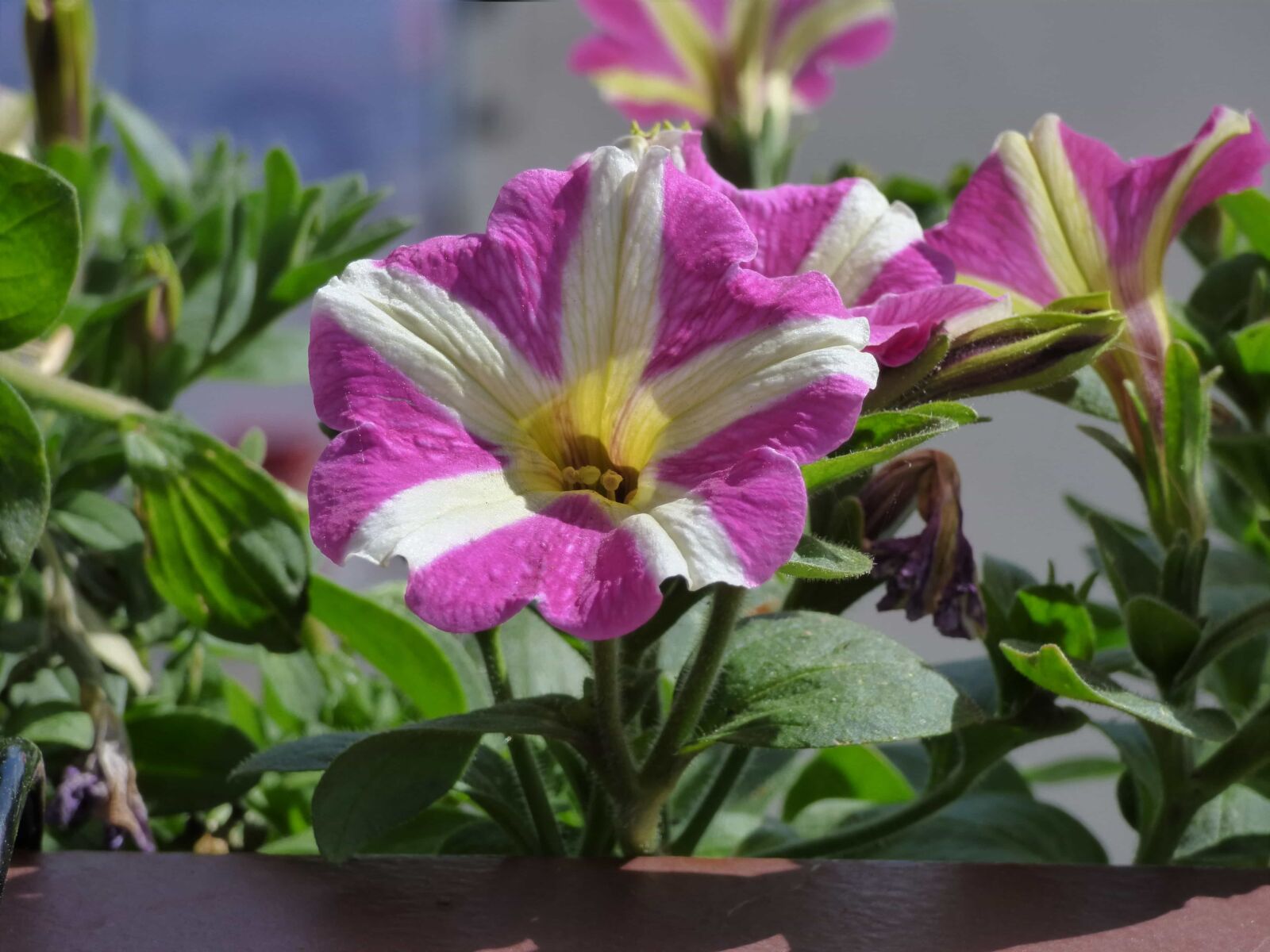 Panasonic DMC-FZ72 sample photo. Petunia, pistil, purple, white photography