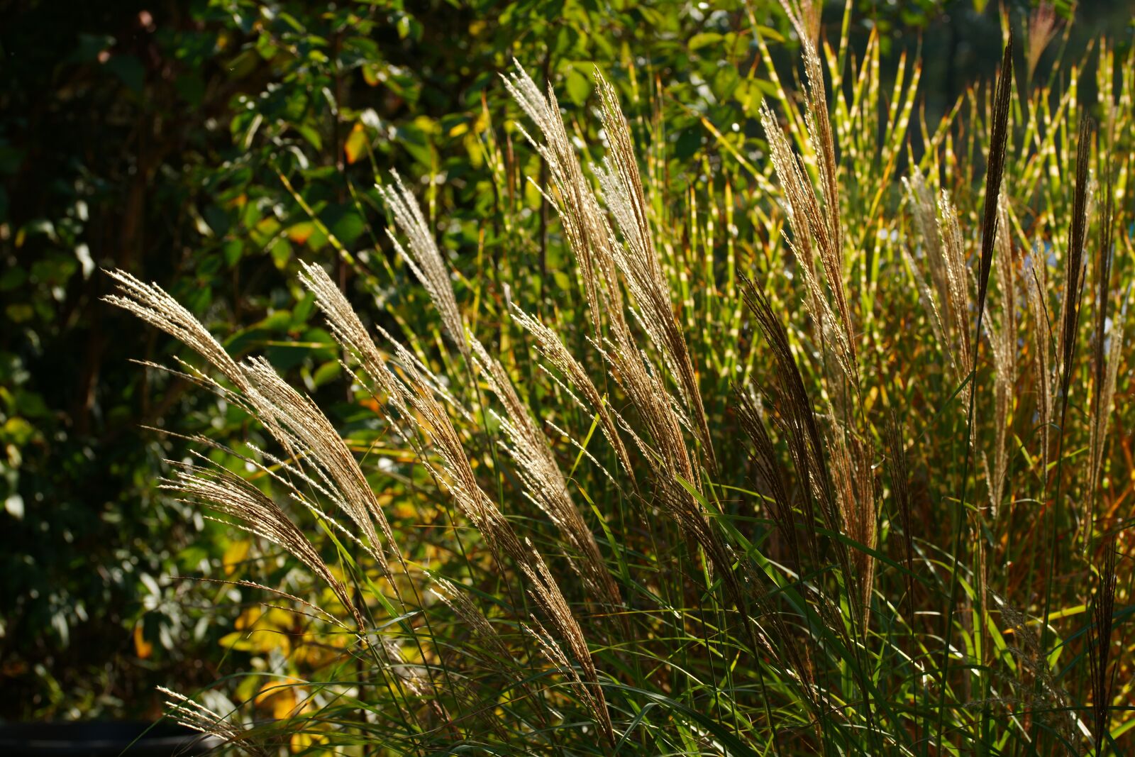 Sony Alpha DSLR-A900 sample photo. Reed, garden, backlighting photography