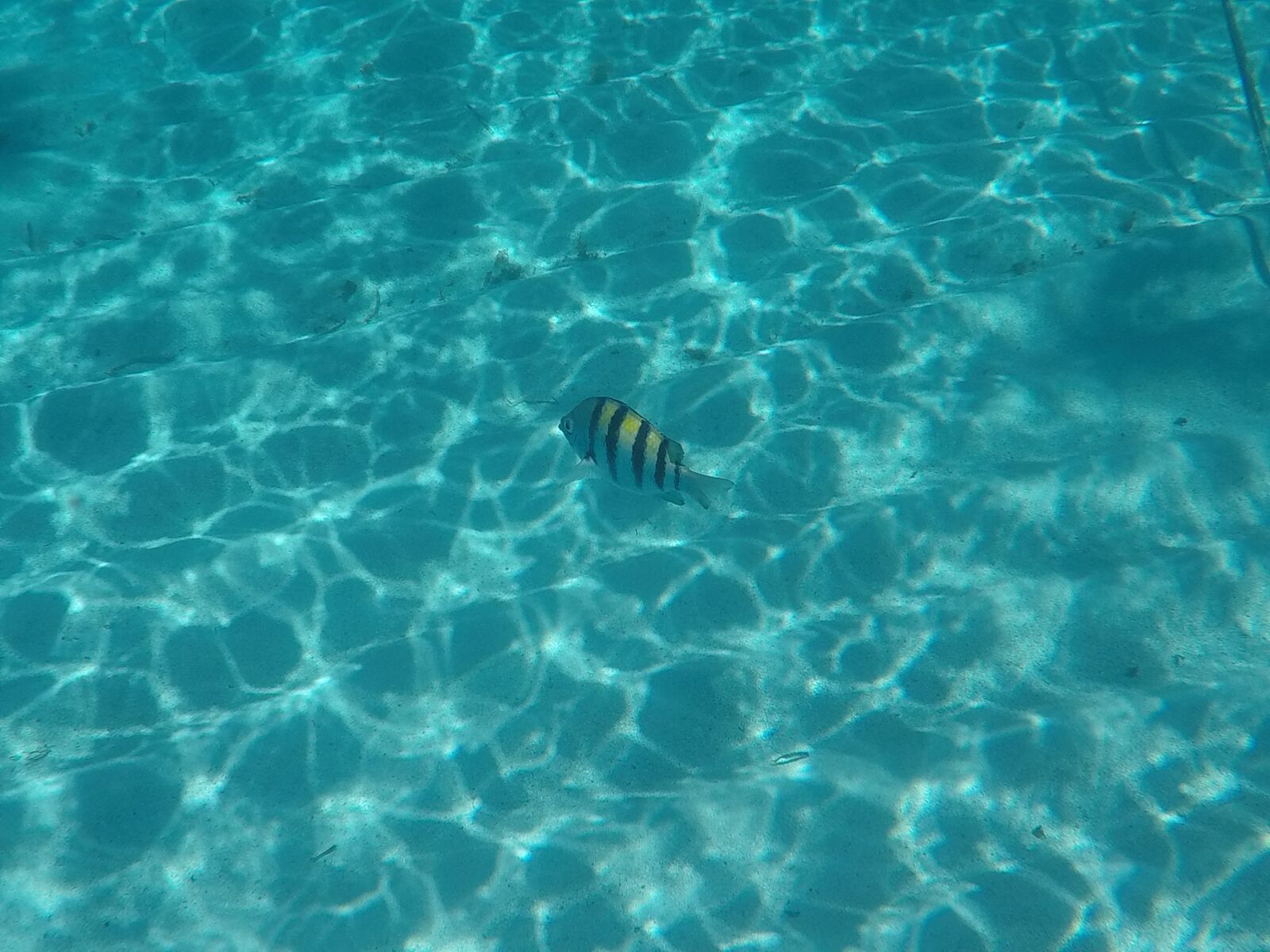 GoPro Hero5 Black sample photo. Fish, sea, beach photography