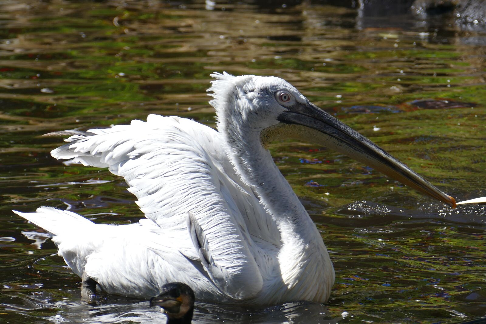 Panasonic Lumix DMC-FZ1000 sample photo. Pelikan, water, wing photography