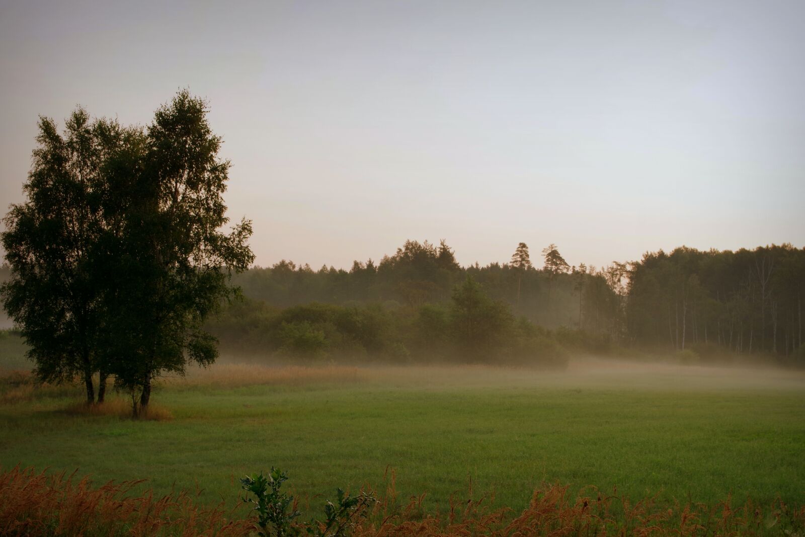 Pentax K-S2 sample photo. Dawn, the fog, forest photography