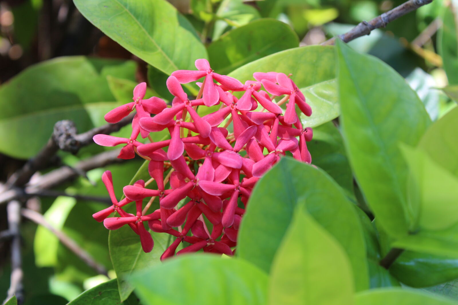 Canon EOS 1200D (EOS Rebel T5 / EOS Kiss X70 / EOS Hi) sample photo. Pink, flower photography